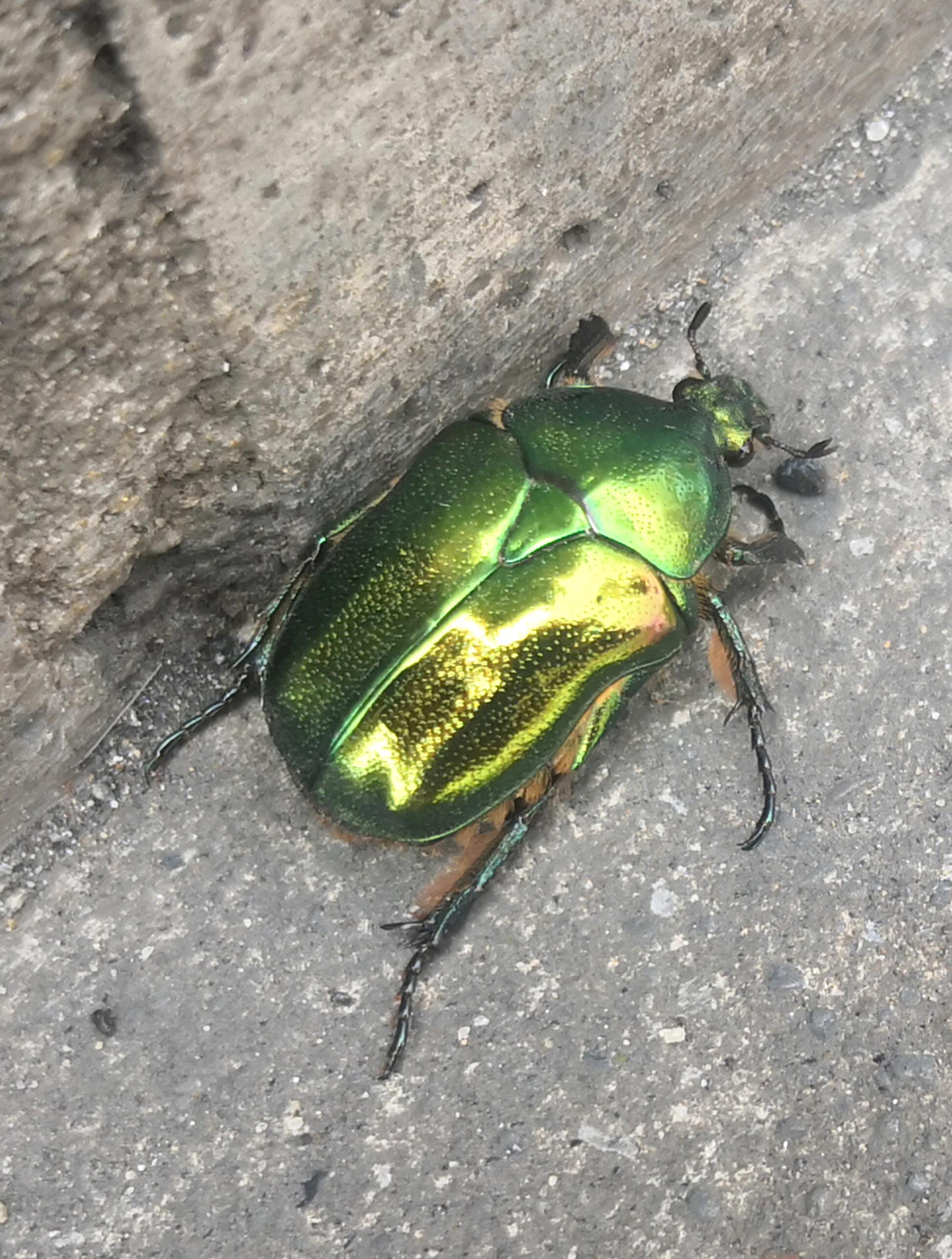 Tokyo (2019) - Green Beetle