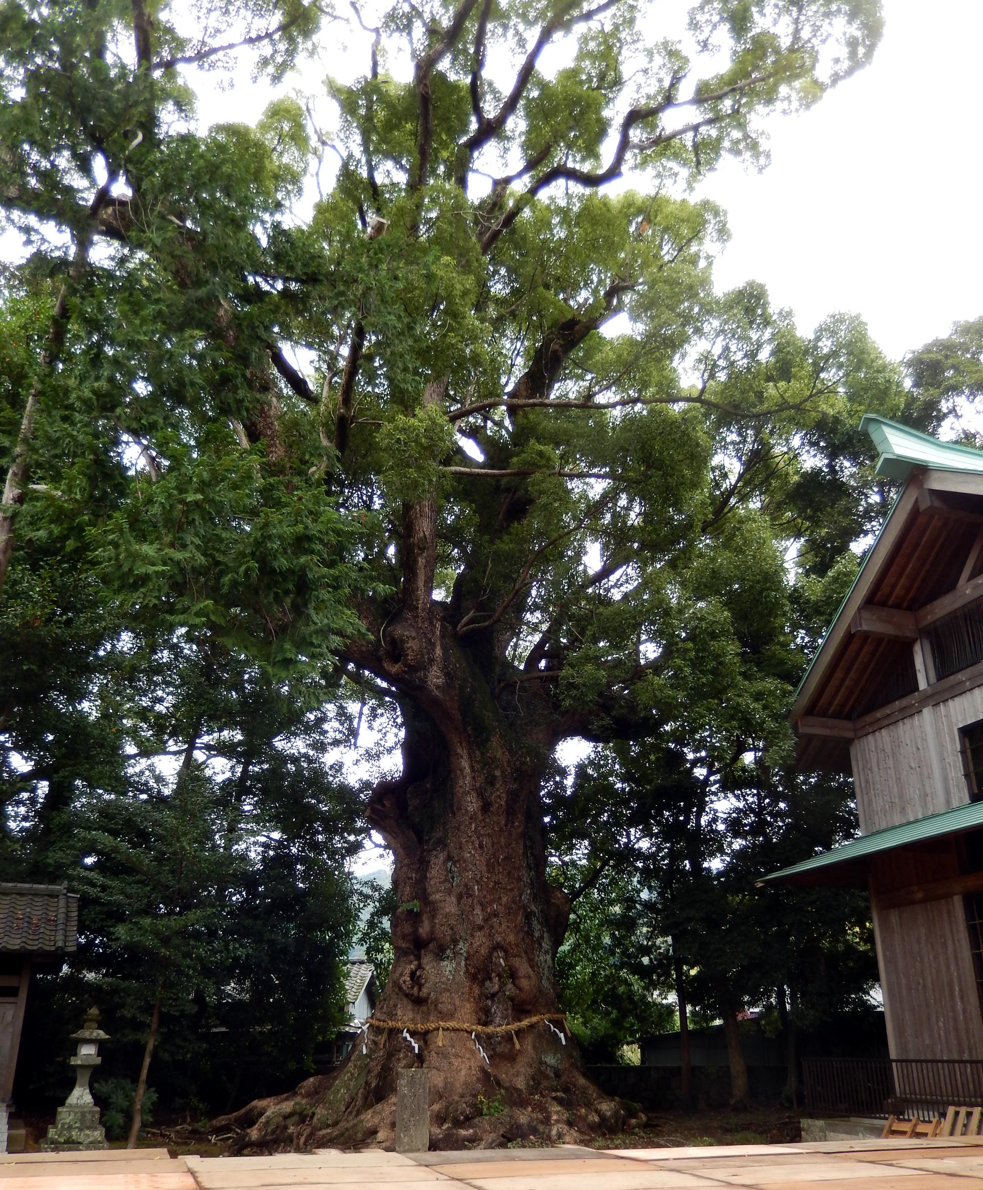 Japan (2015) - Ancient Tree #1