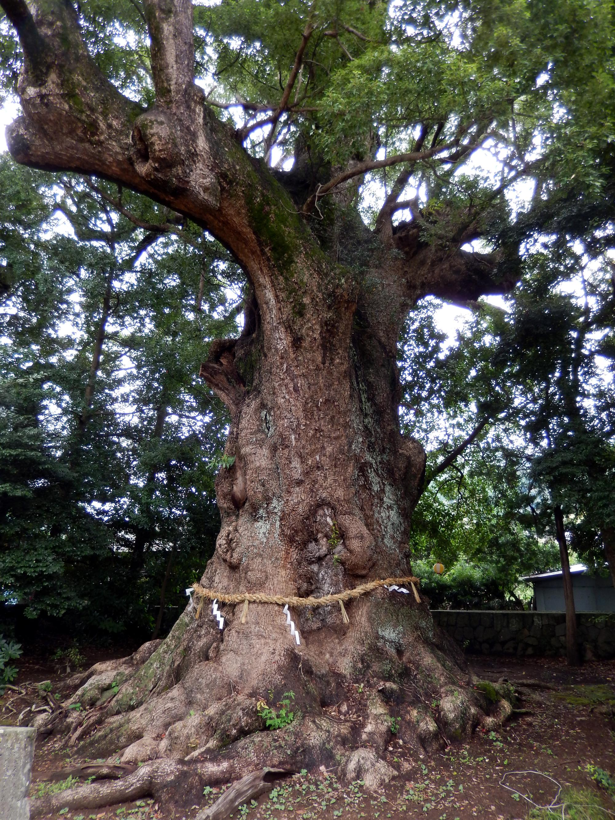 Japan (2015) - Ancient Tree #2