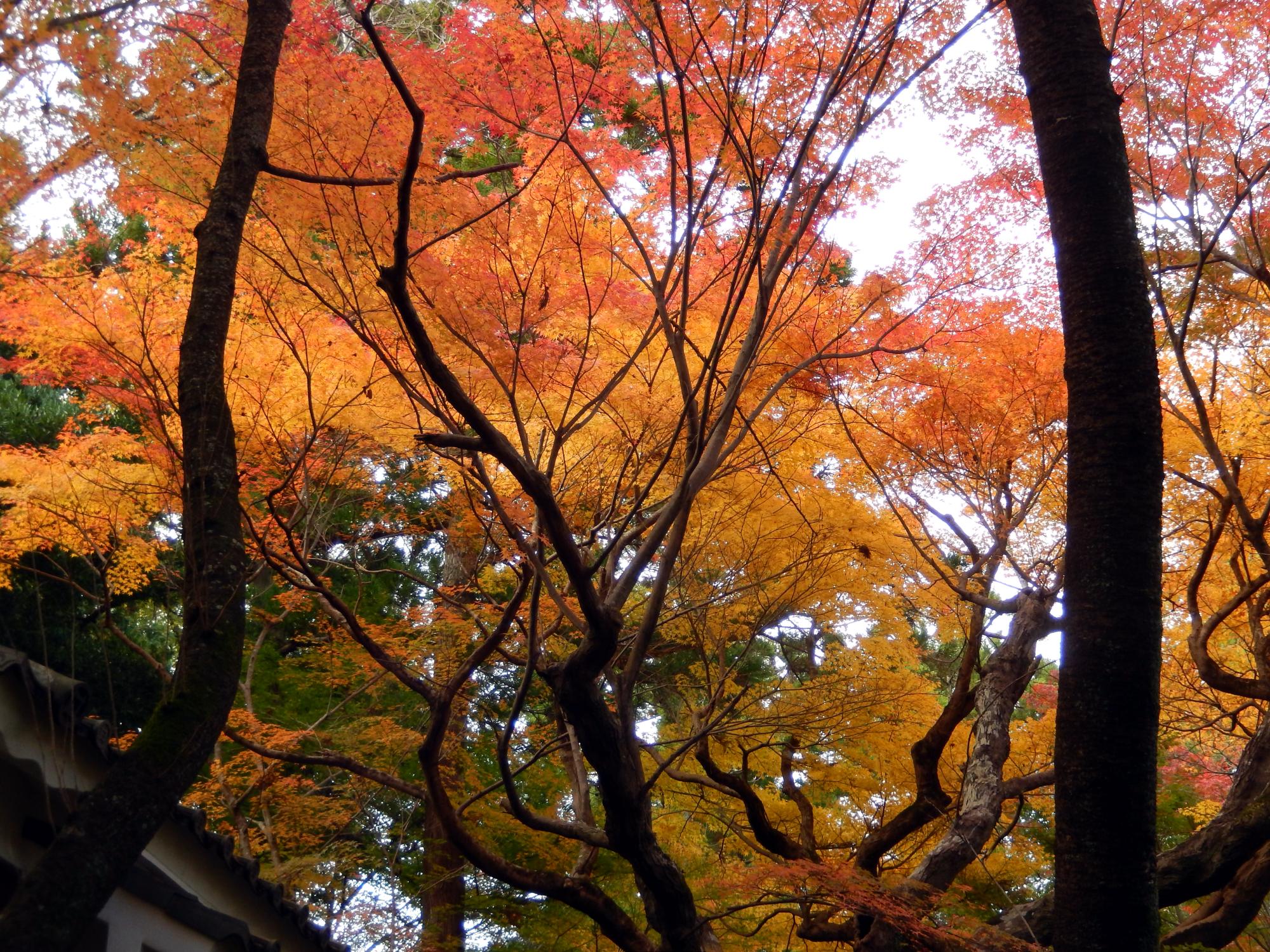Japan (2015) - Autumn Leaves #1
