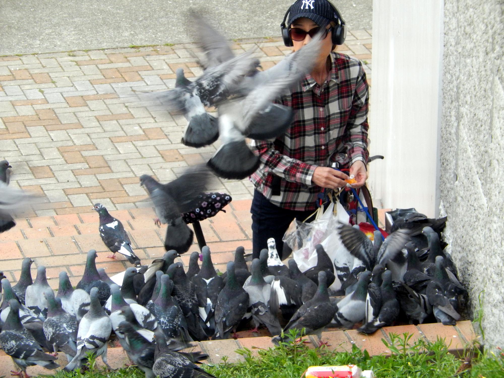 Japan (2017) - Pigeon Feeder