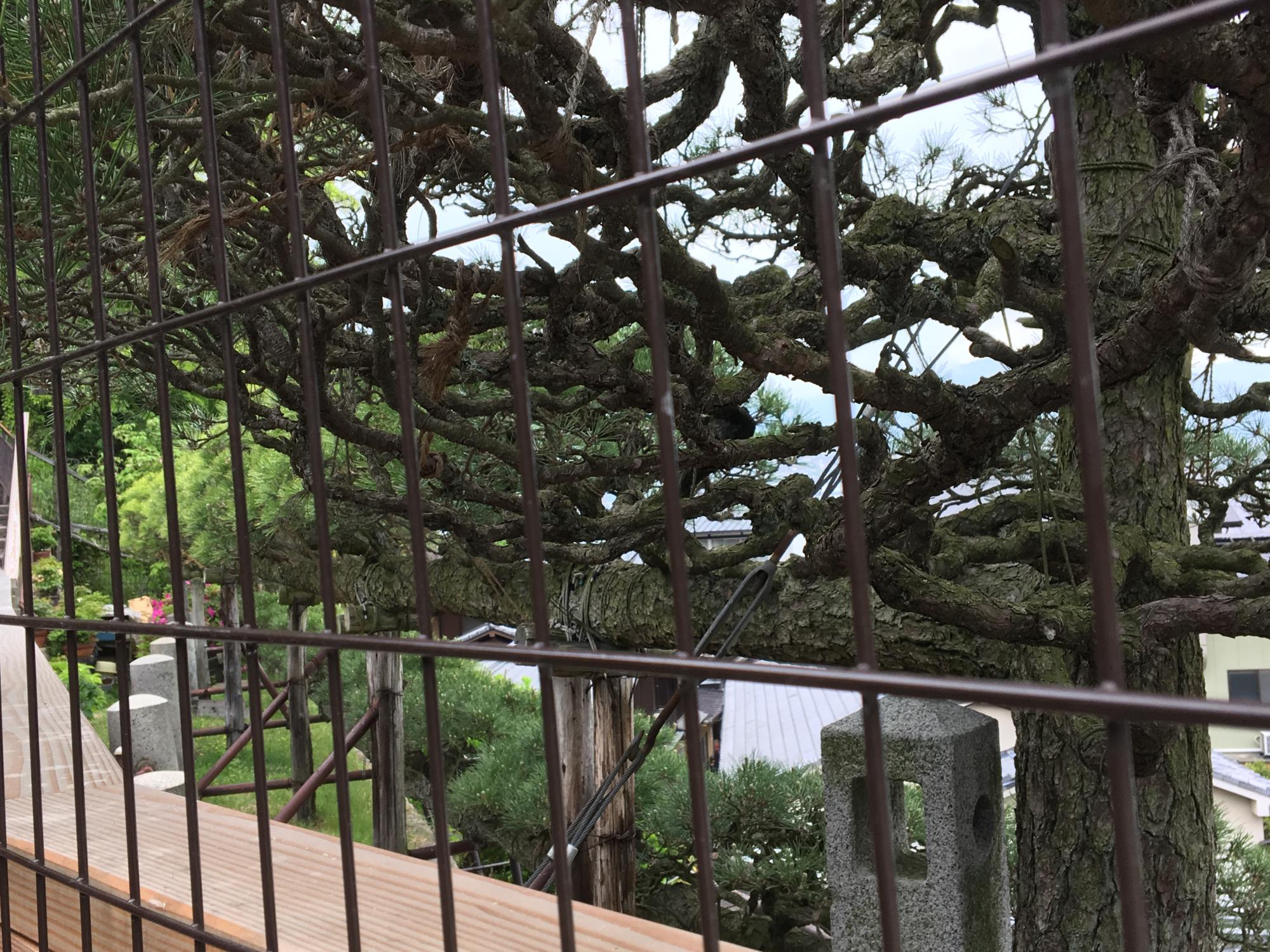 Japan (2017) - Miyajima Island #25