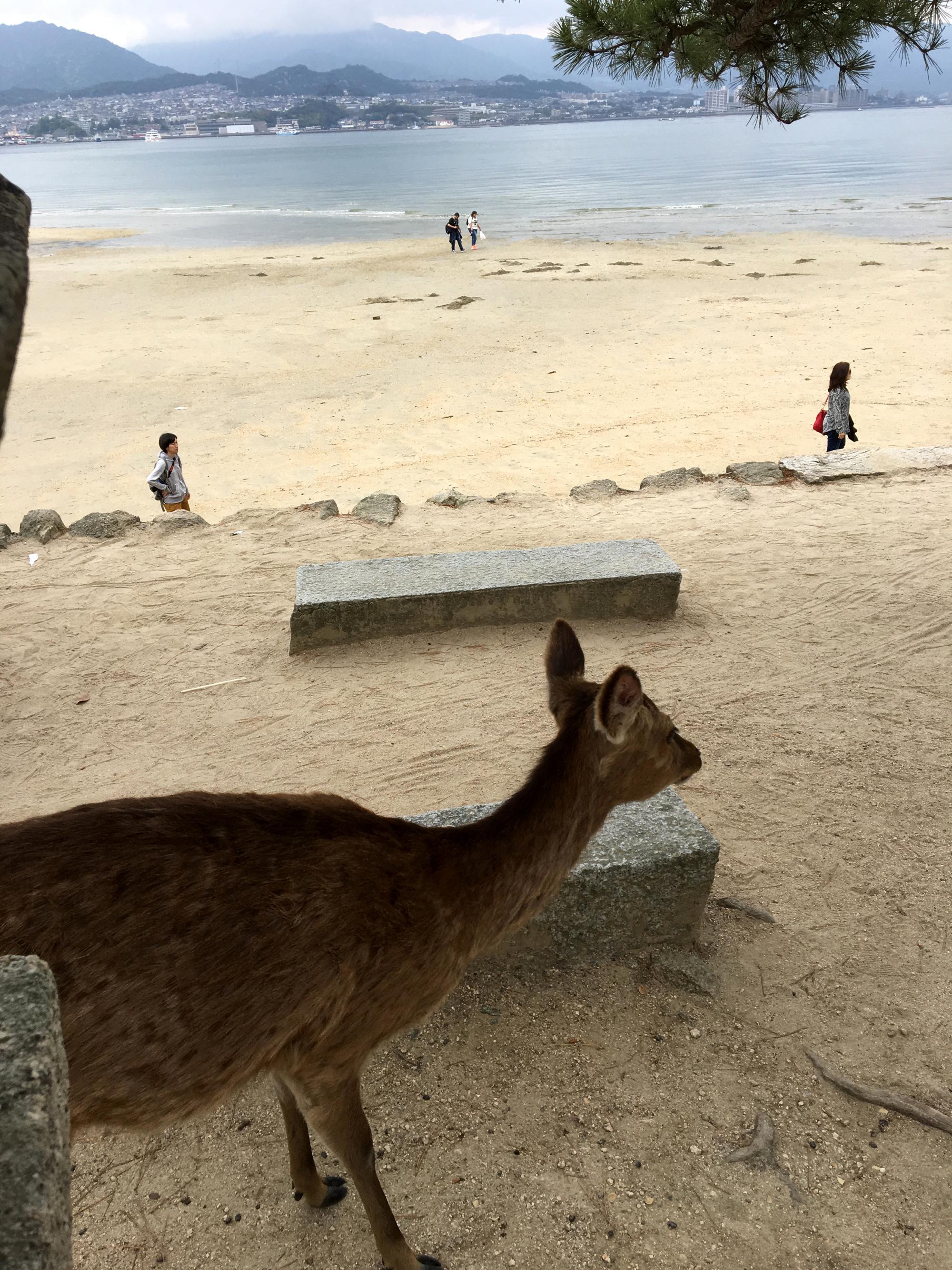 Japan (2017) - Miyajima Island #37