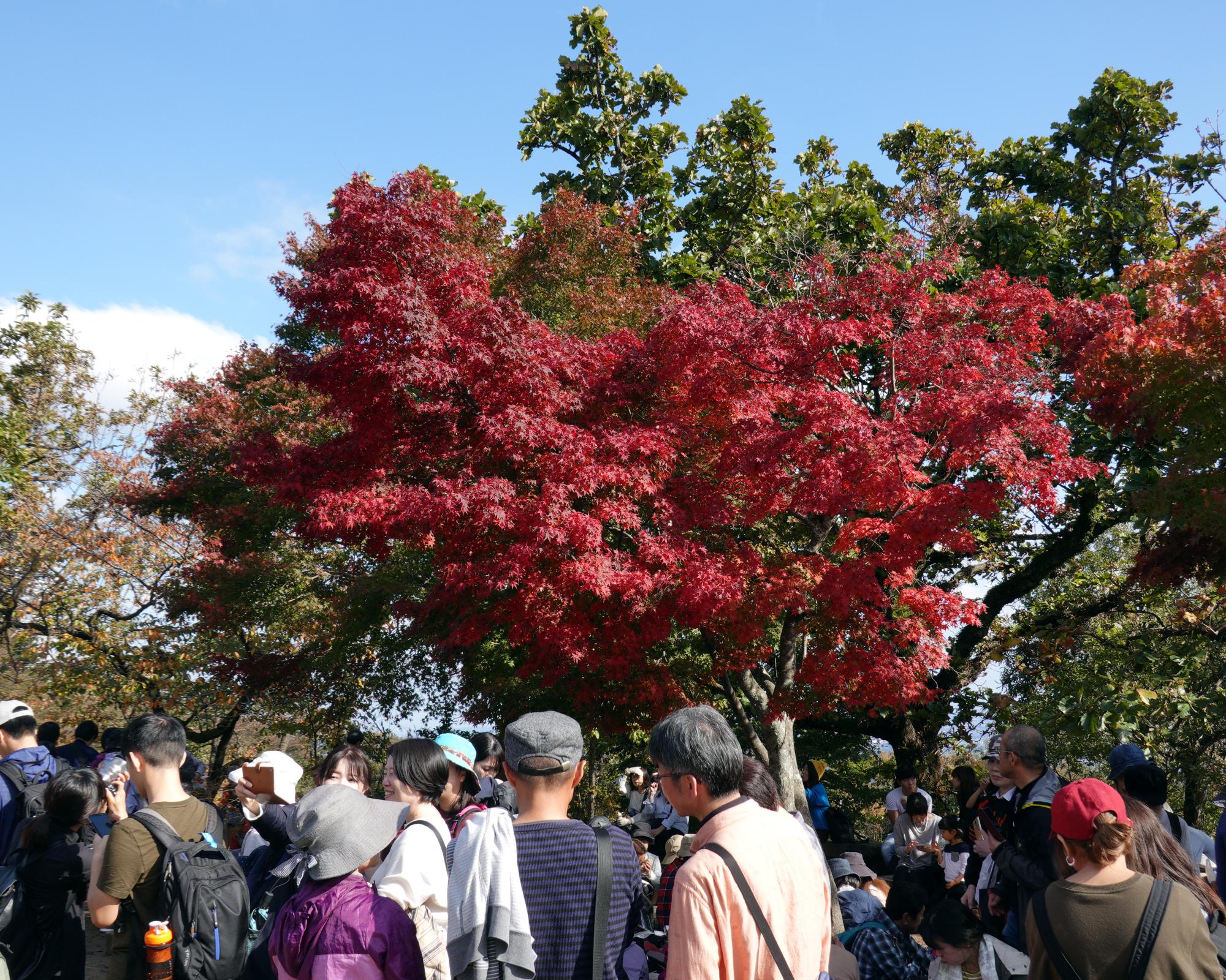 Japan (2018) - Red Leaves