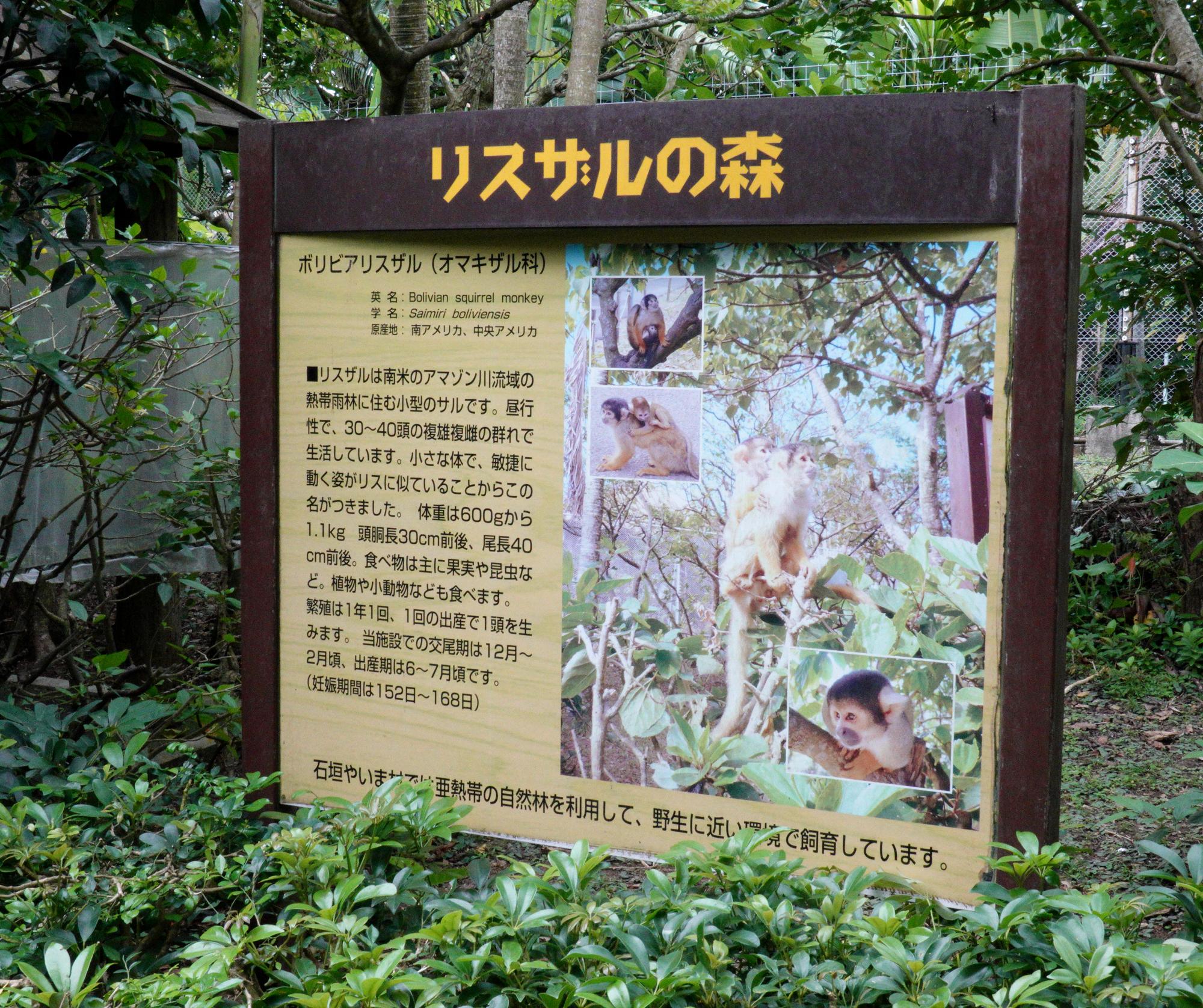 Japan (2019) - Bolivian Squirrel Monkeys #6