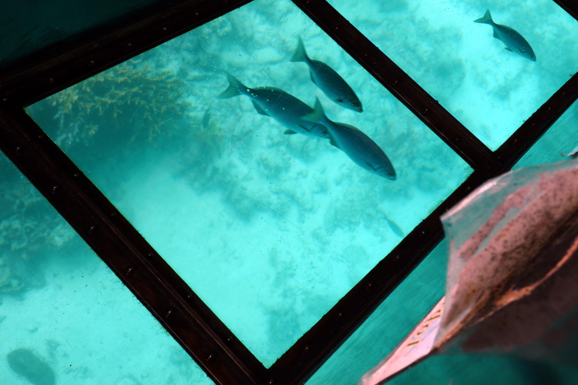 Japan (2019) - Glass Bottom Boat #3