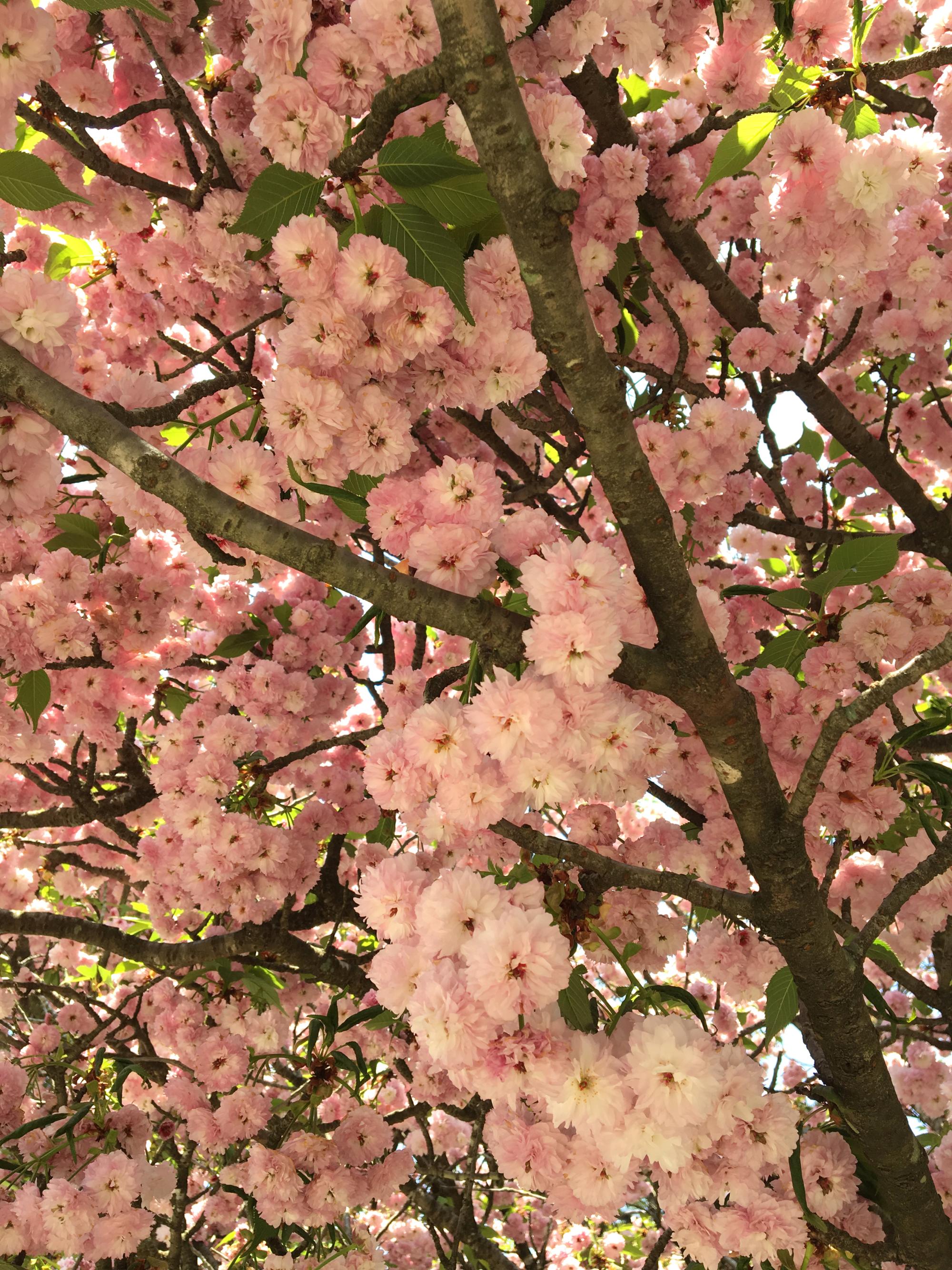 Japan (2019) - Cherry Blossoms #1