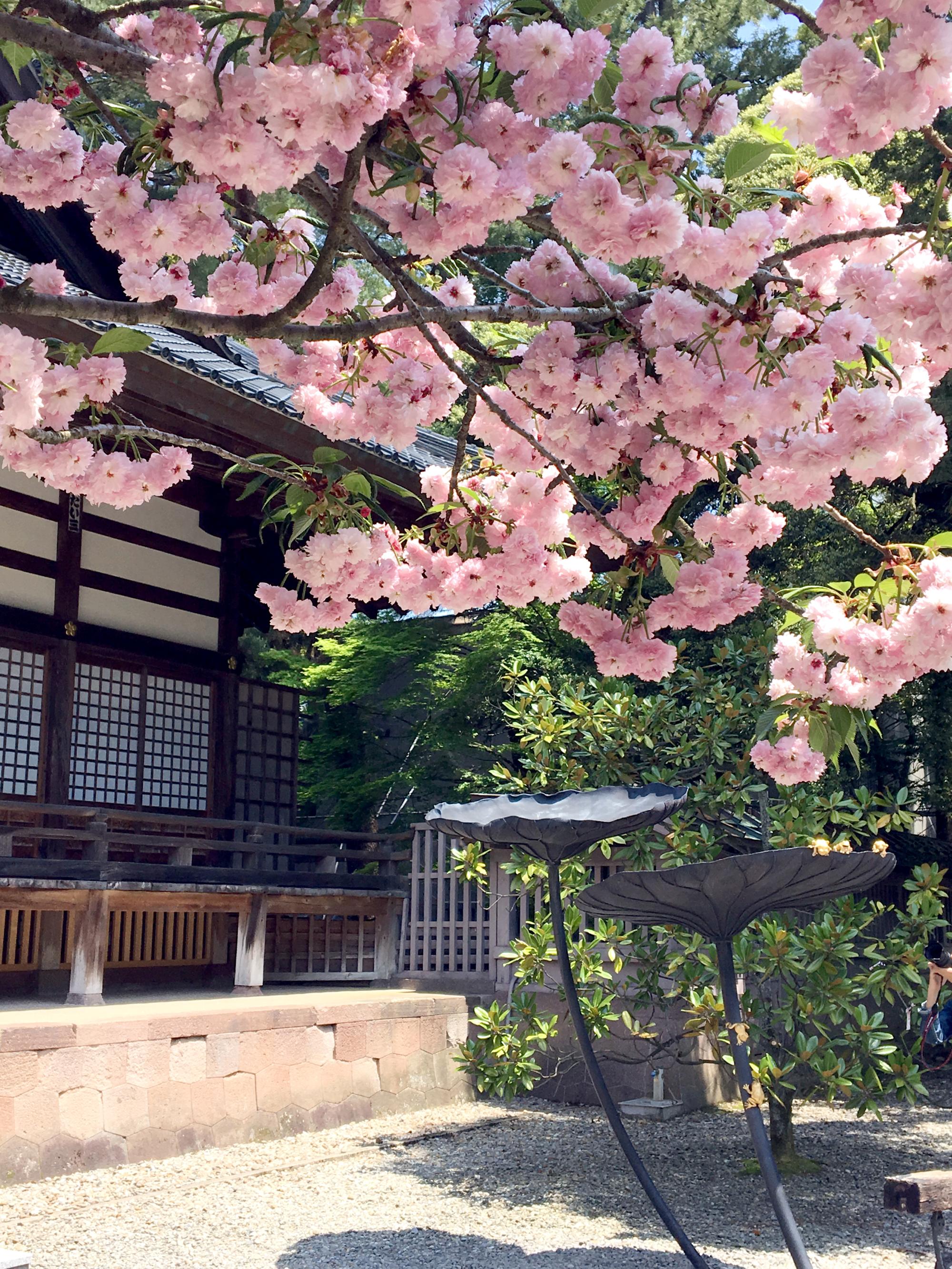 Japan (2019) - Cherry Blossoms #2