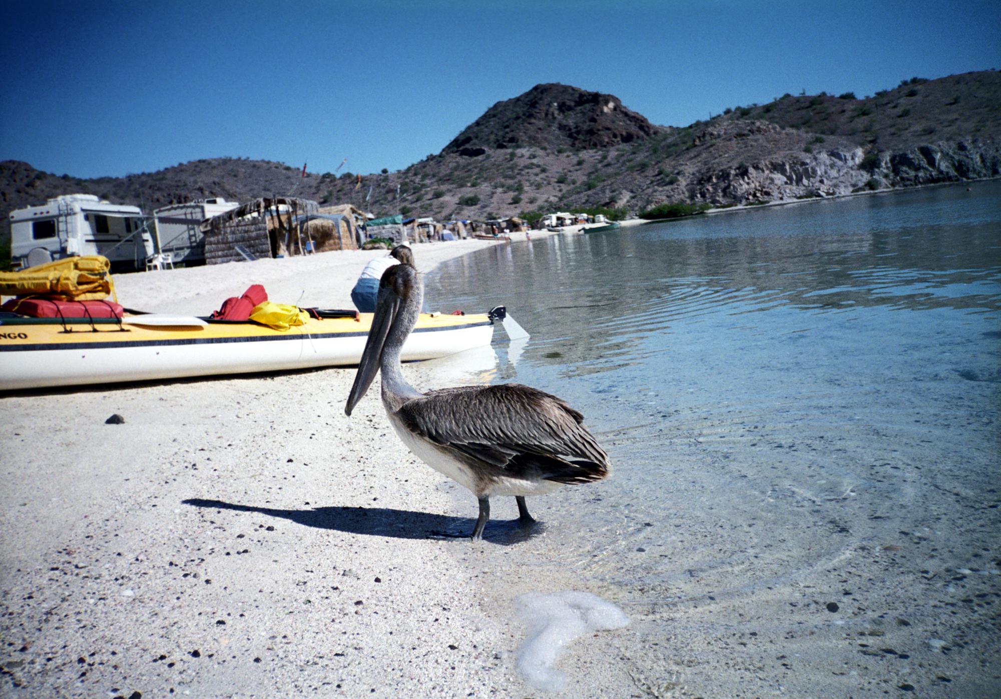 Baja California - Pelican