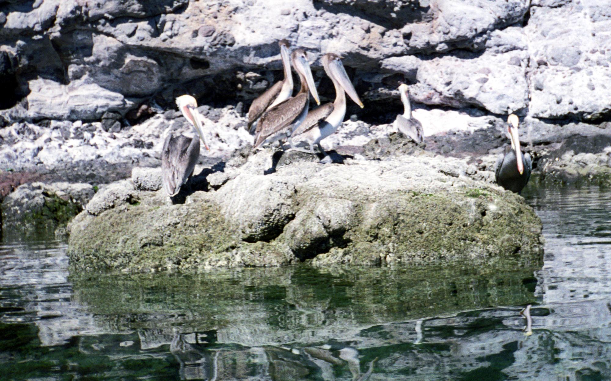 Baja California - Pelicans