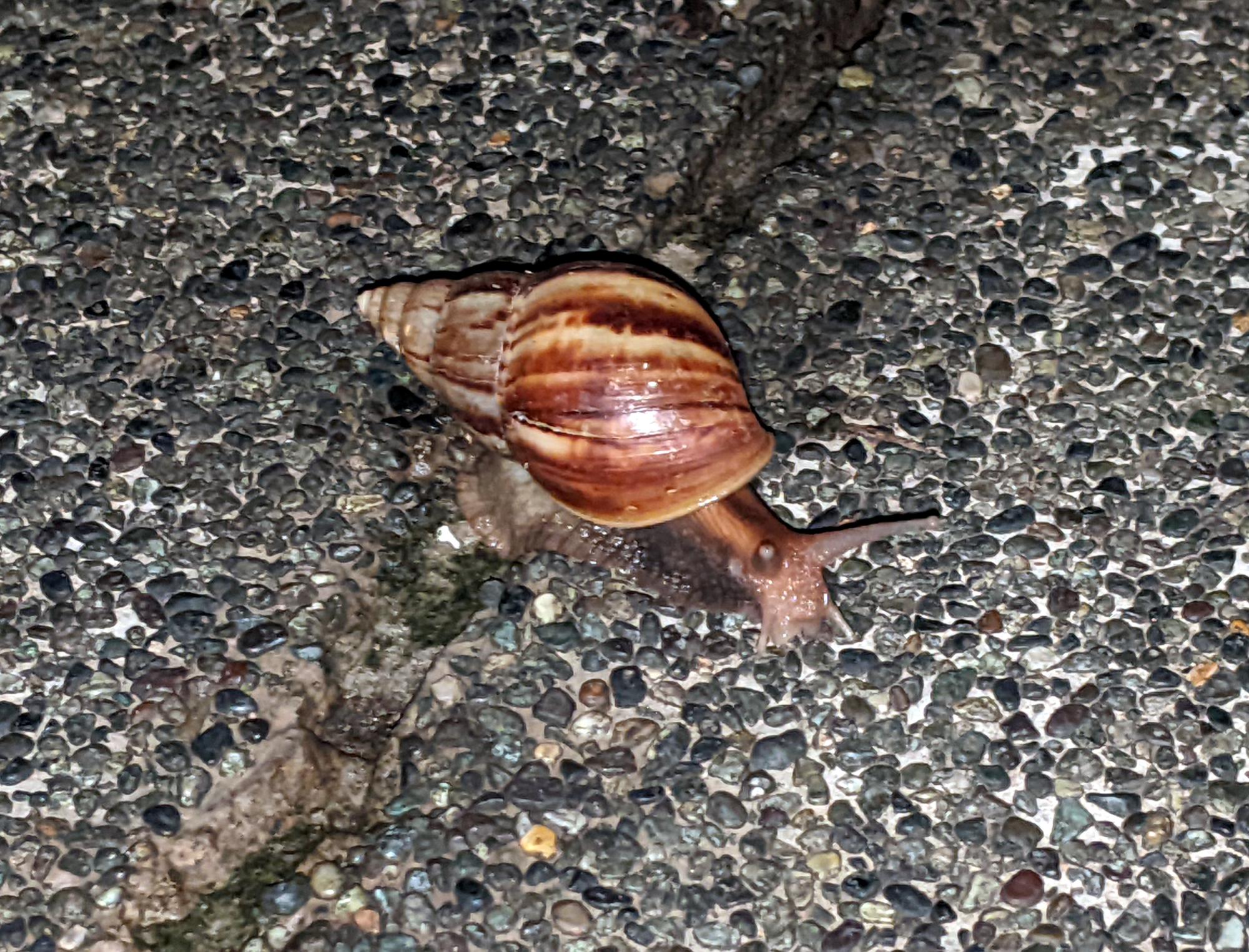 Makati - Snail Cruising