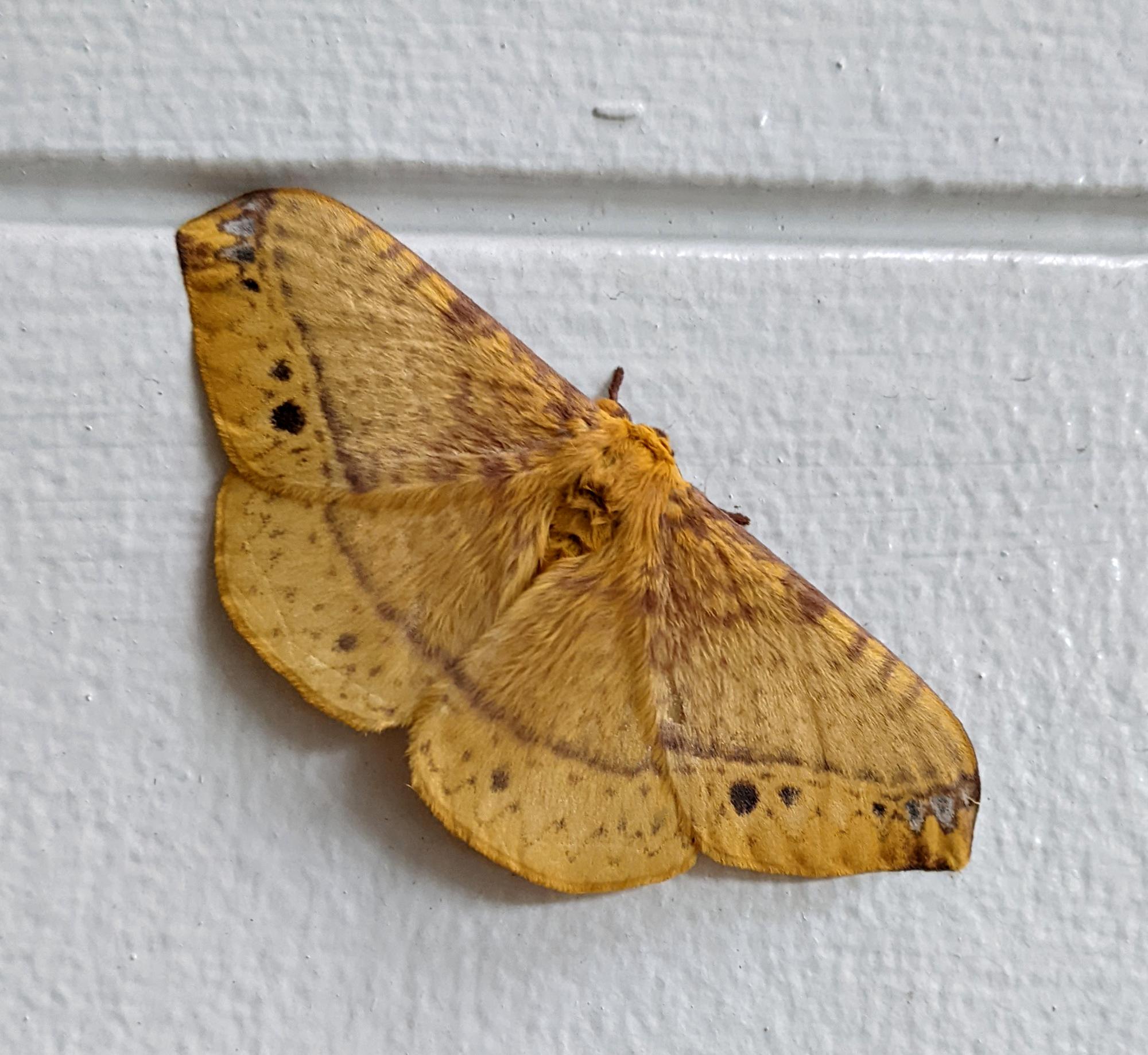 Makati - Monkey Moth #1