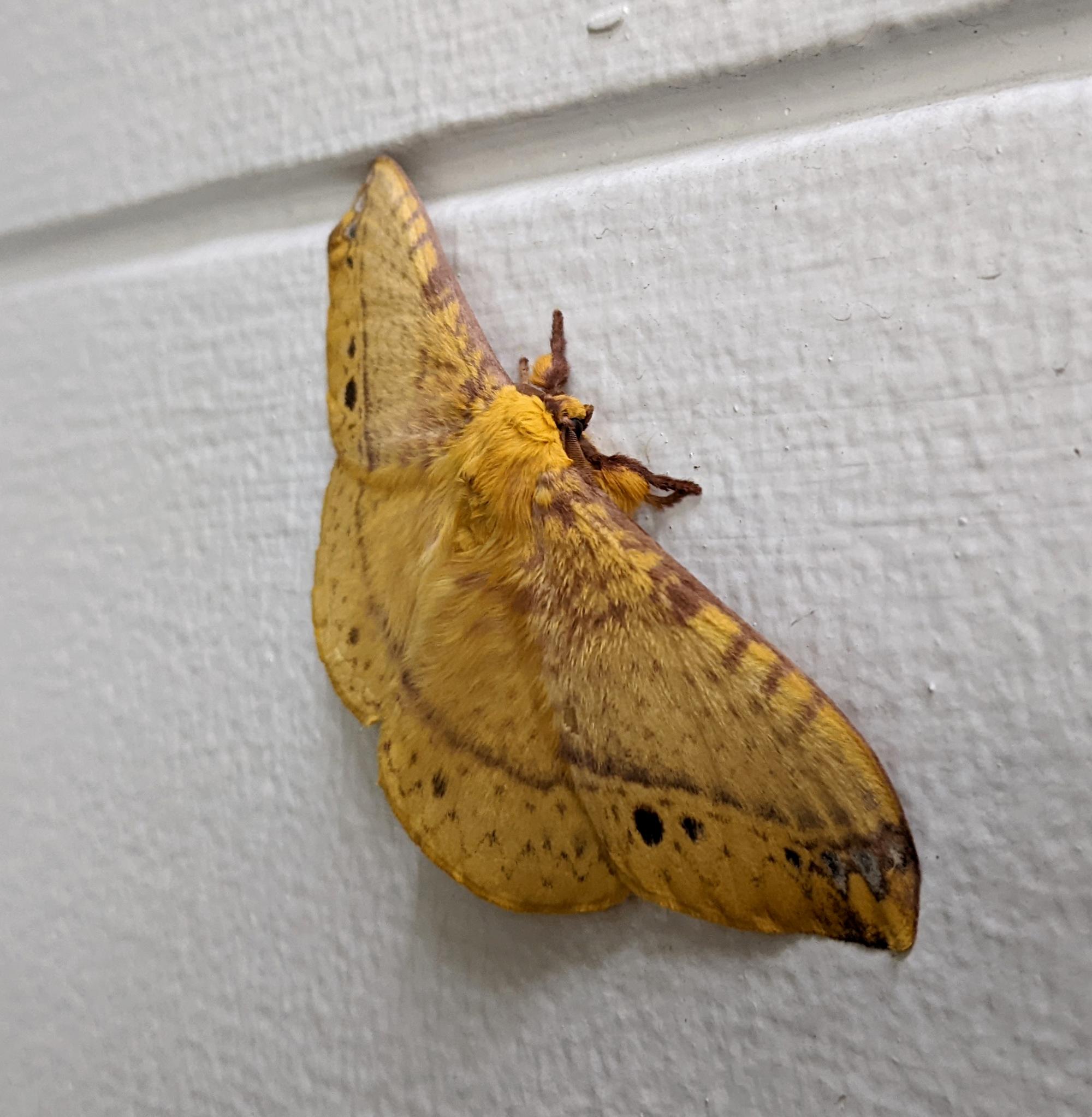 Makati - Monkey Moth #2