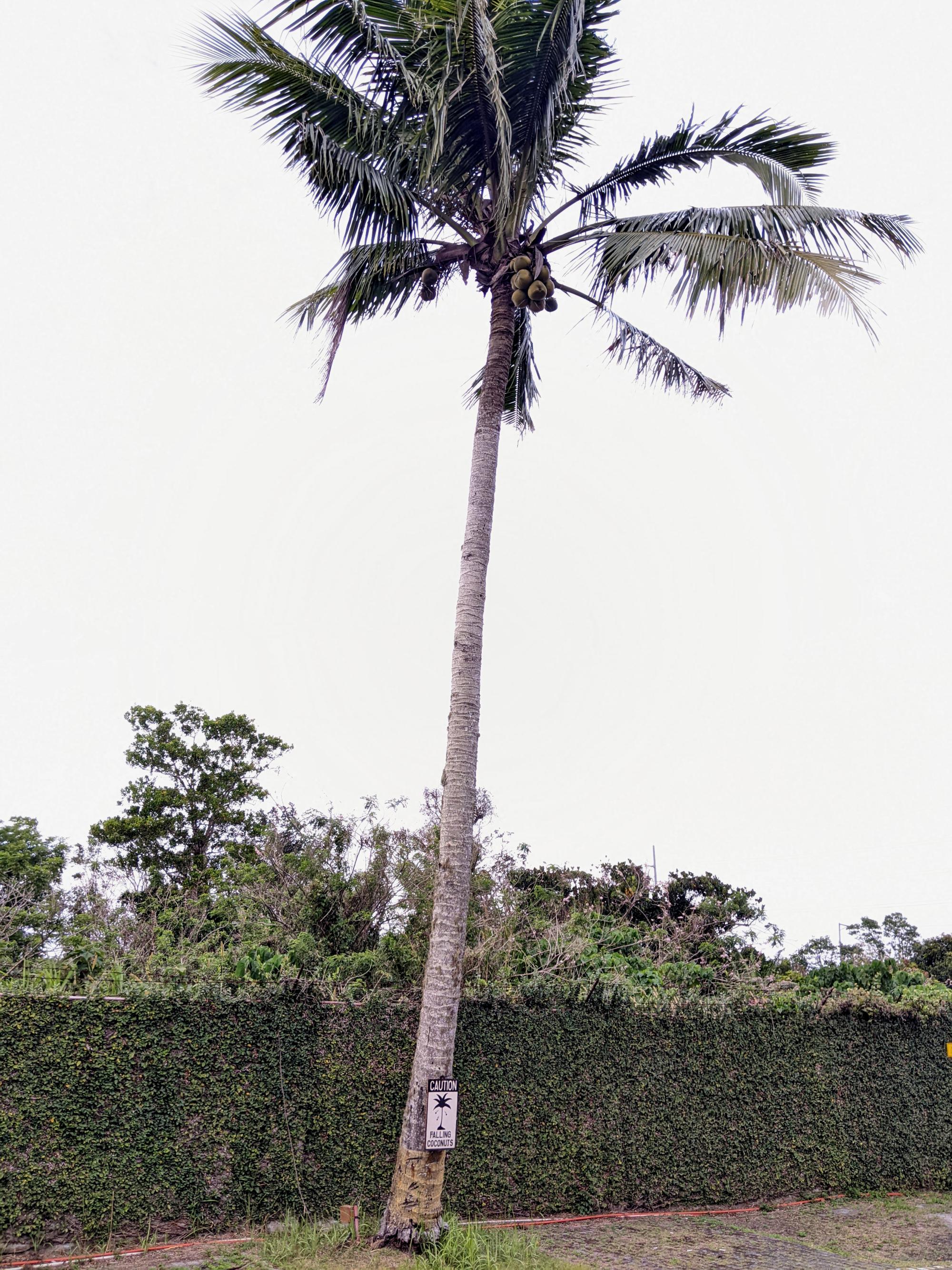 Signs of the Philippines - Falling Coconuts #2