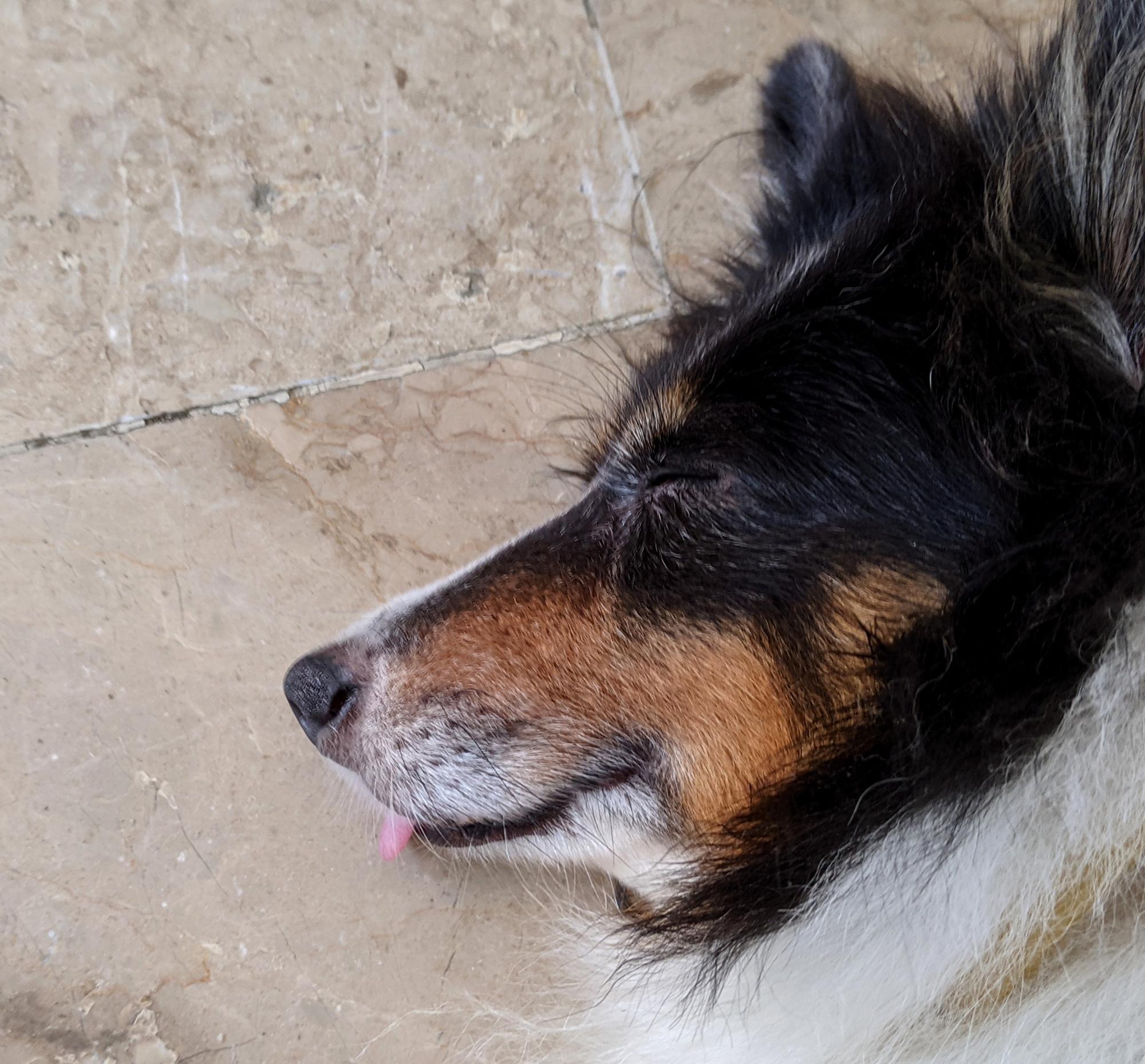 Pixie - Hanging Tongue