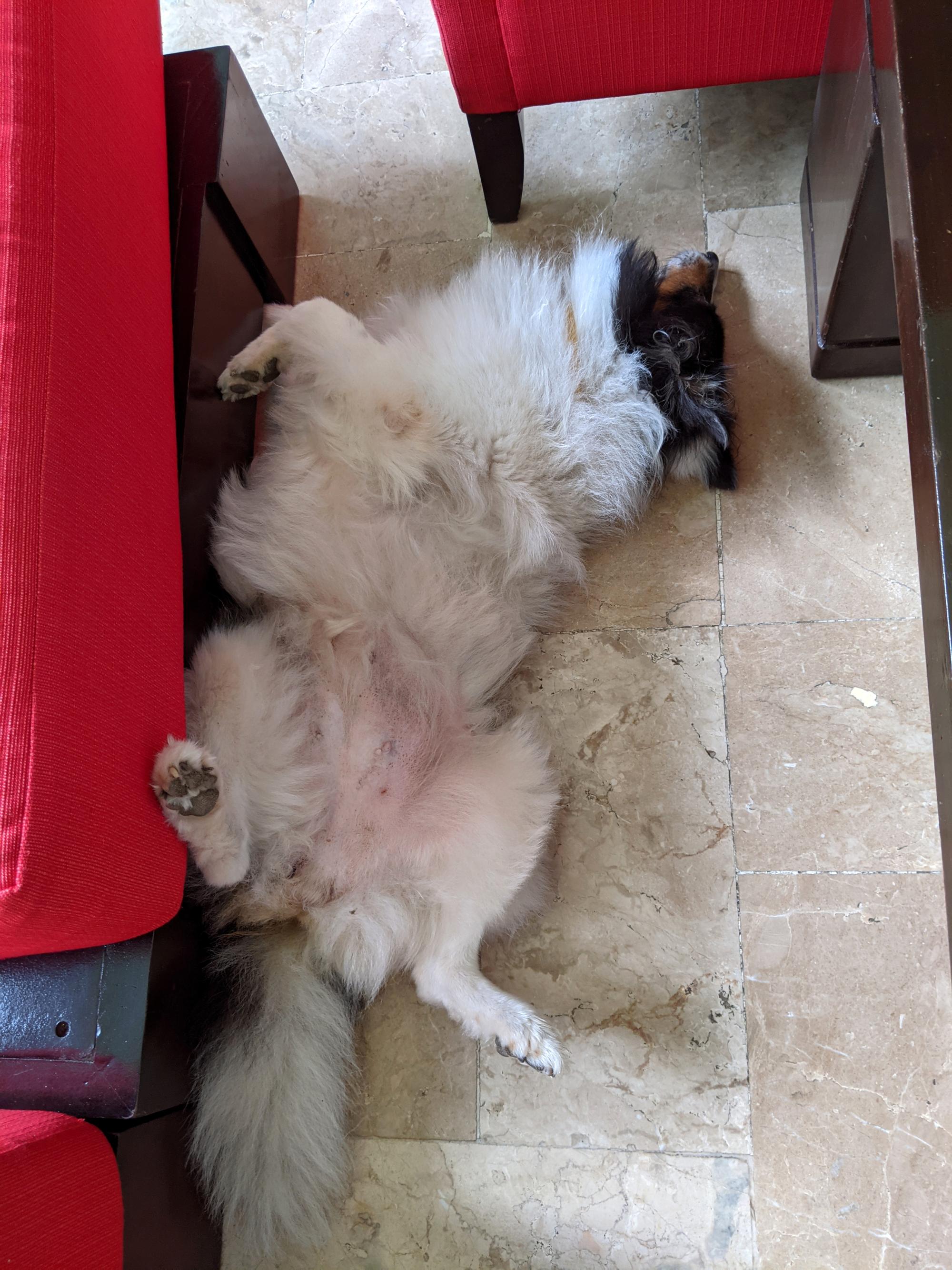 Pixie - Sleeps On Back