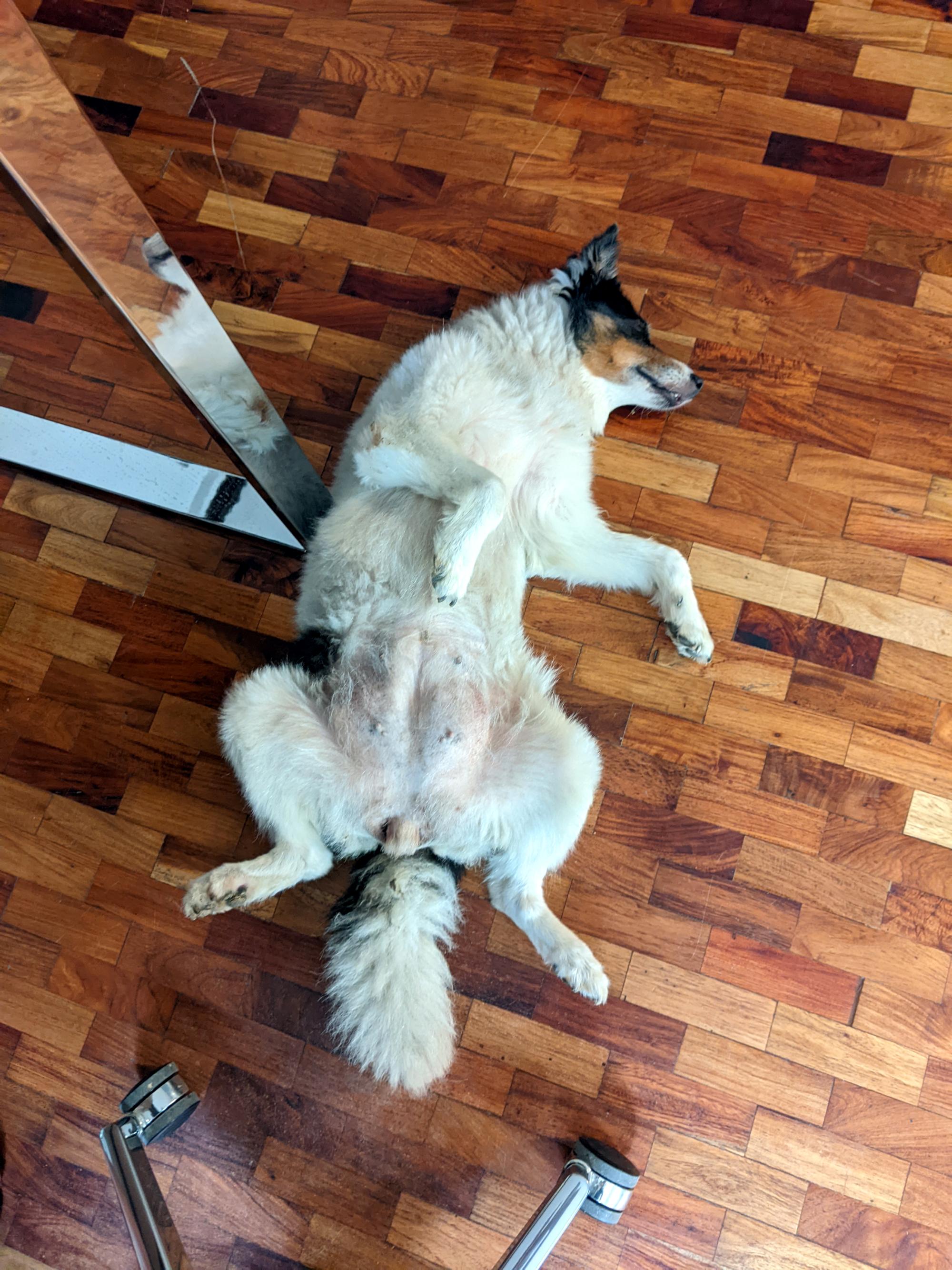 Pixie - Mellow Sleeping