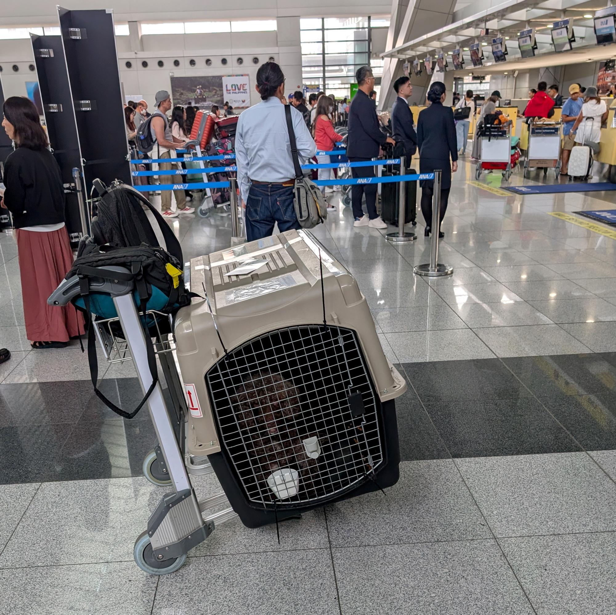 Pixie - Off To America #1