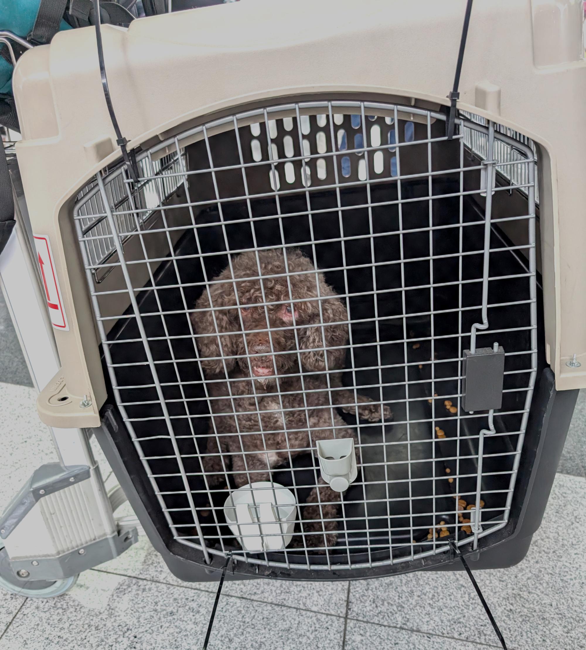 Pixie - Off To America #2