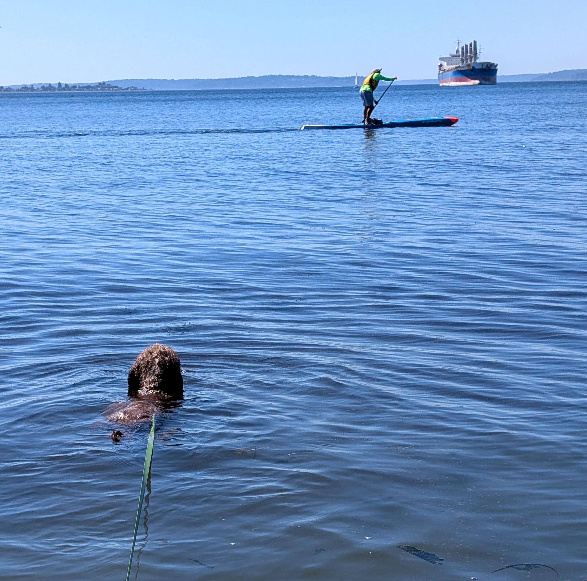 Pixie - Pixie Swimming #1