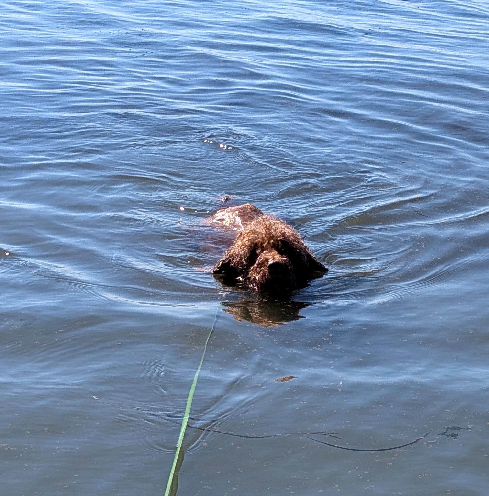Pixie - Pixie Swimming #2