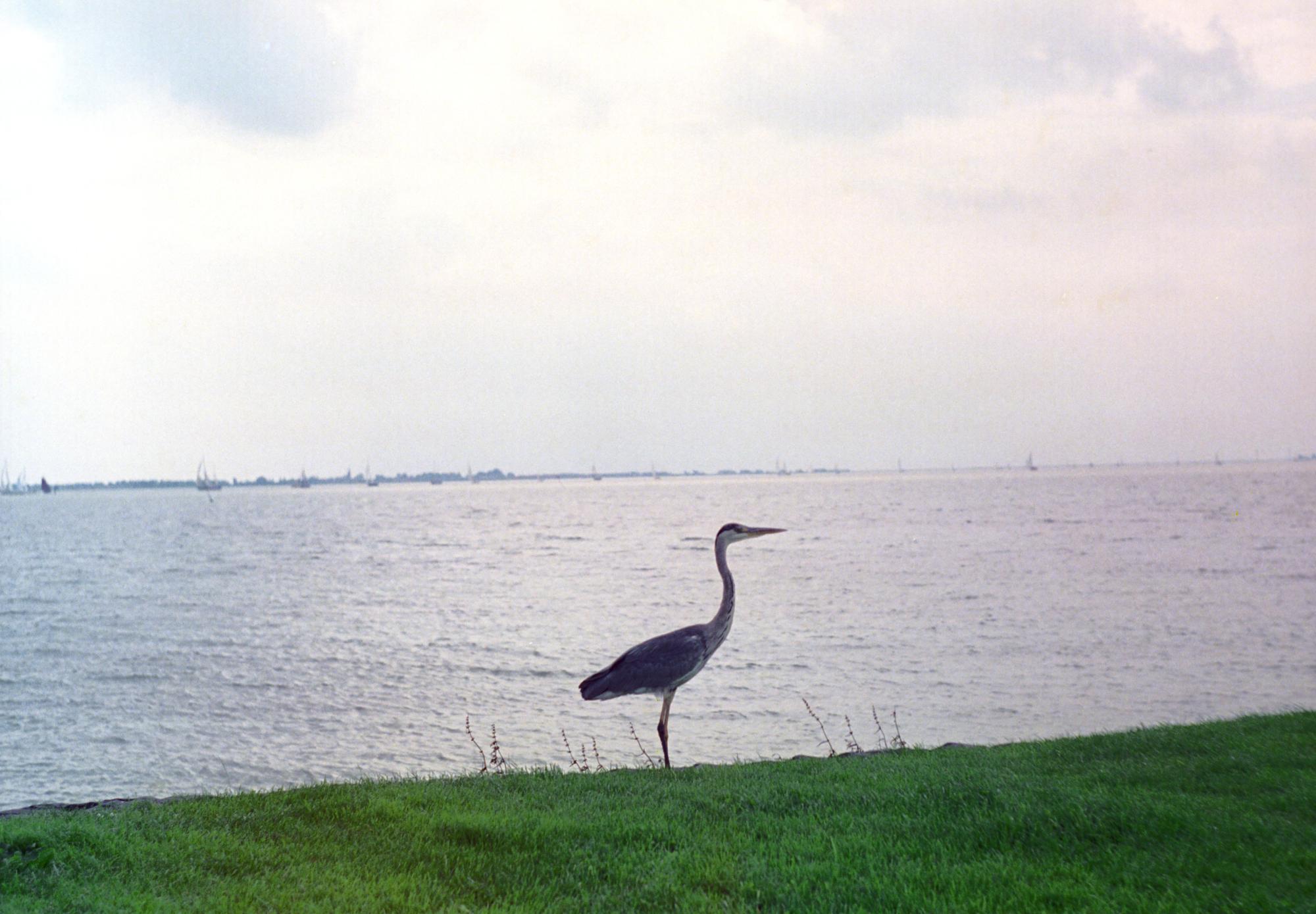 Benelux (Ana) - Crane