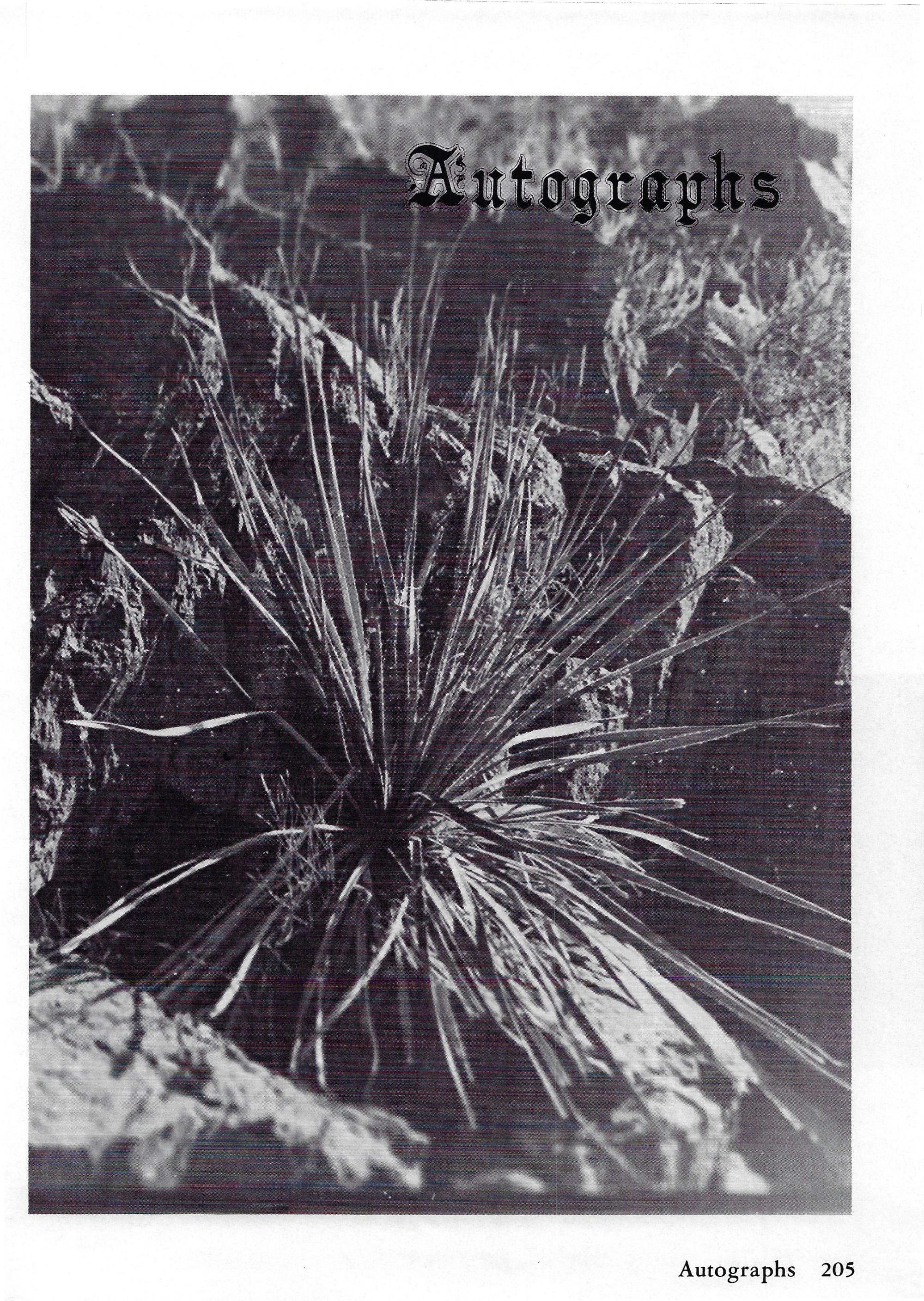 El Chato SHS Yearbook (1982) - El Chato #205
