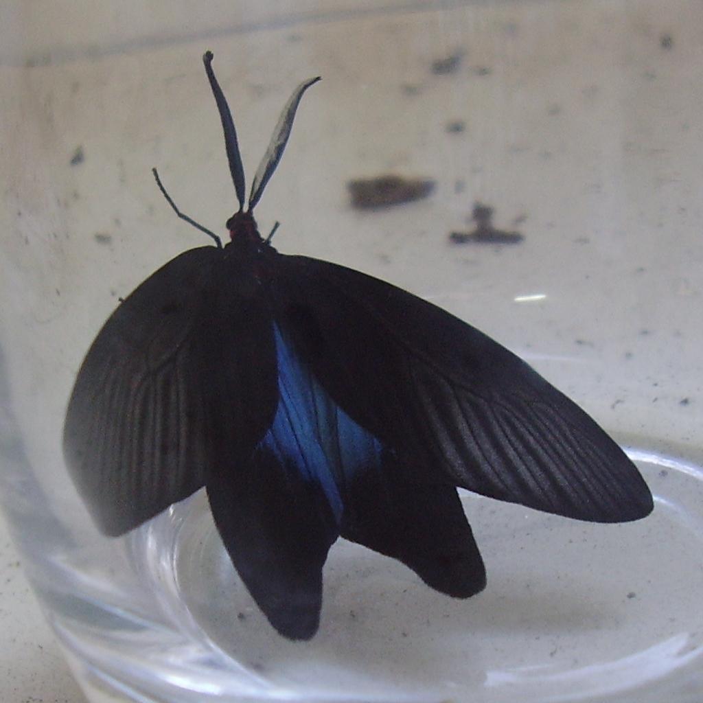 Taiwan - Butterfly