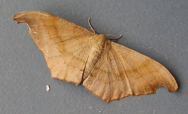 Taiwan - Moth