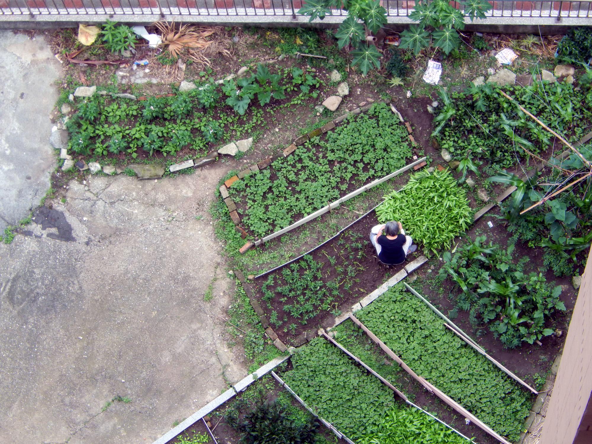 Taiwan - Garden