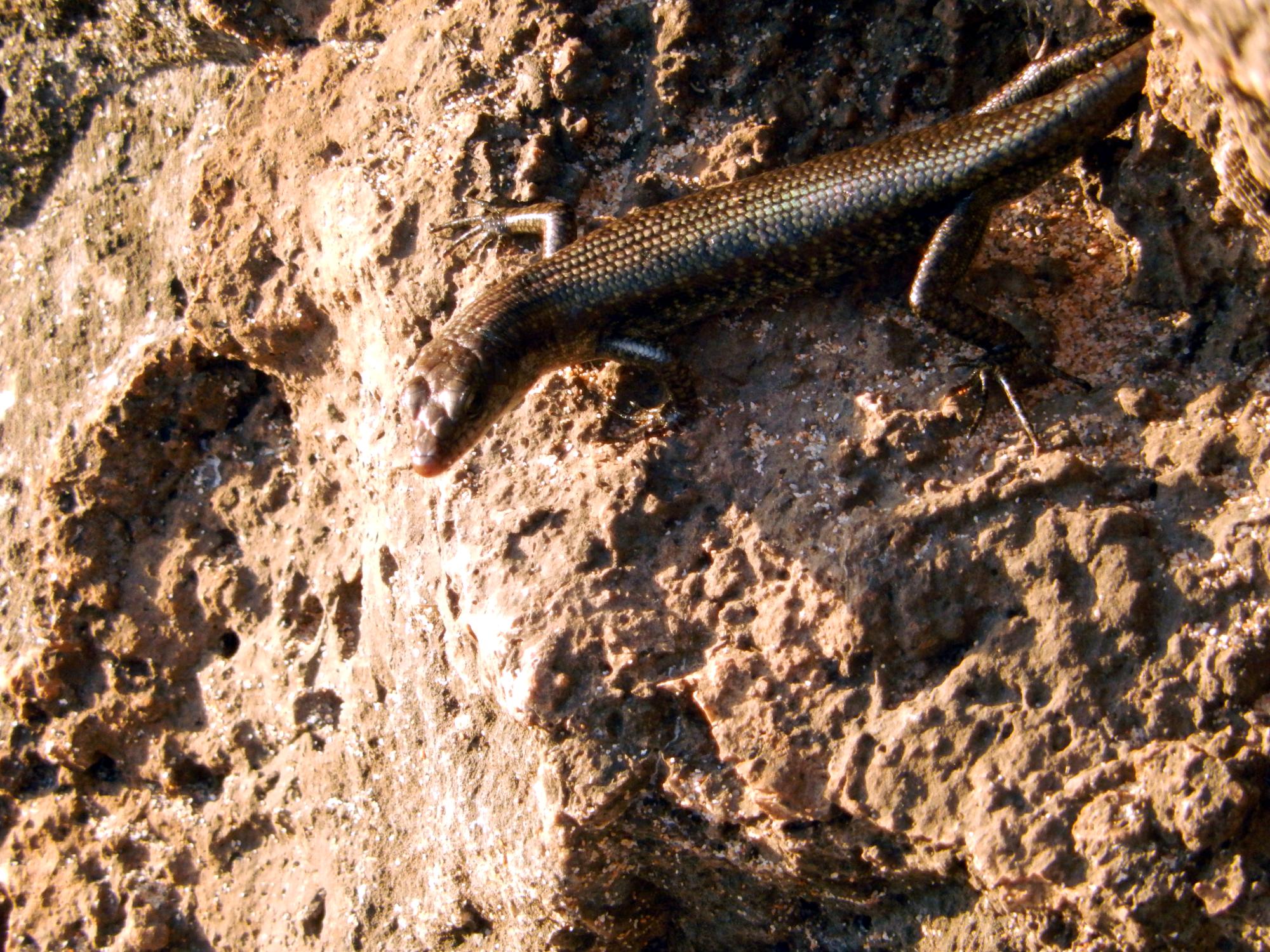 Taiwan - Salamander