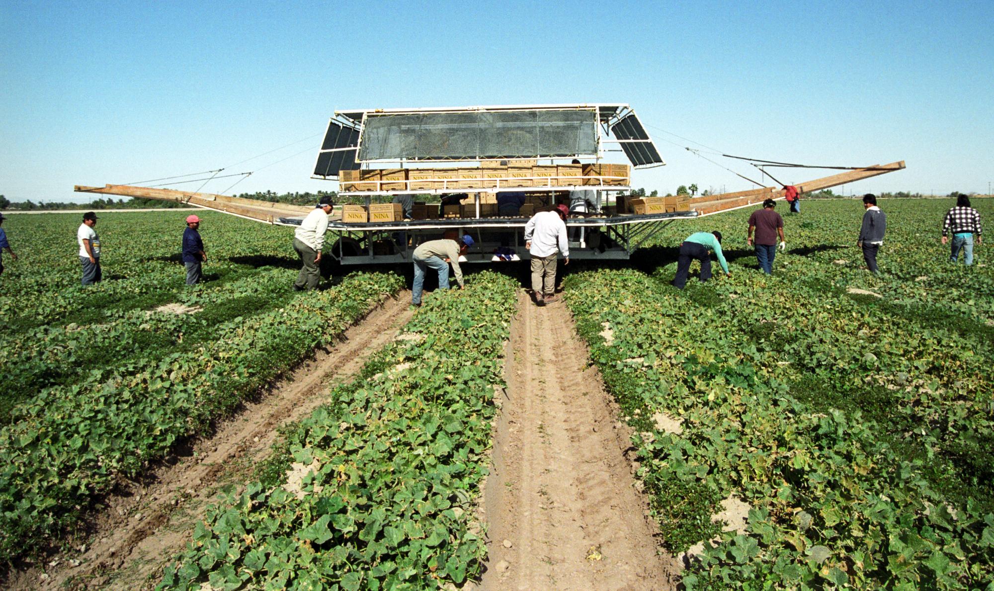 Imperial Valley Press (1992) - Cantaloupe Picking Platform