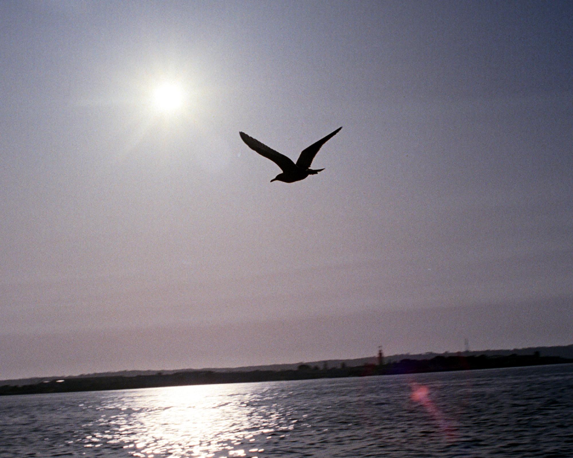California - Seagull