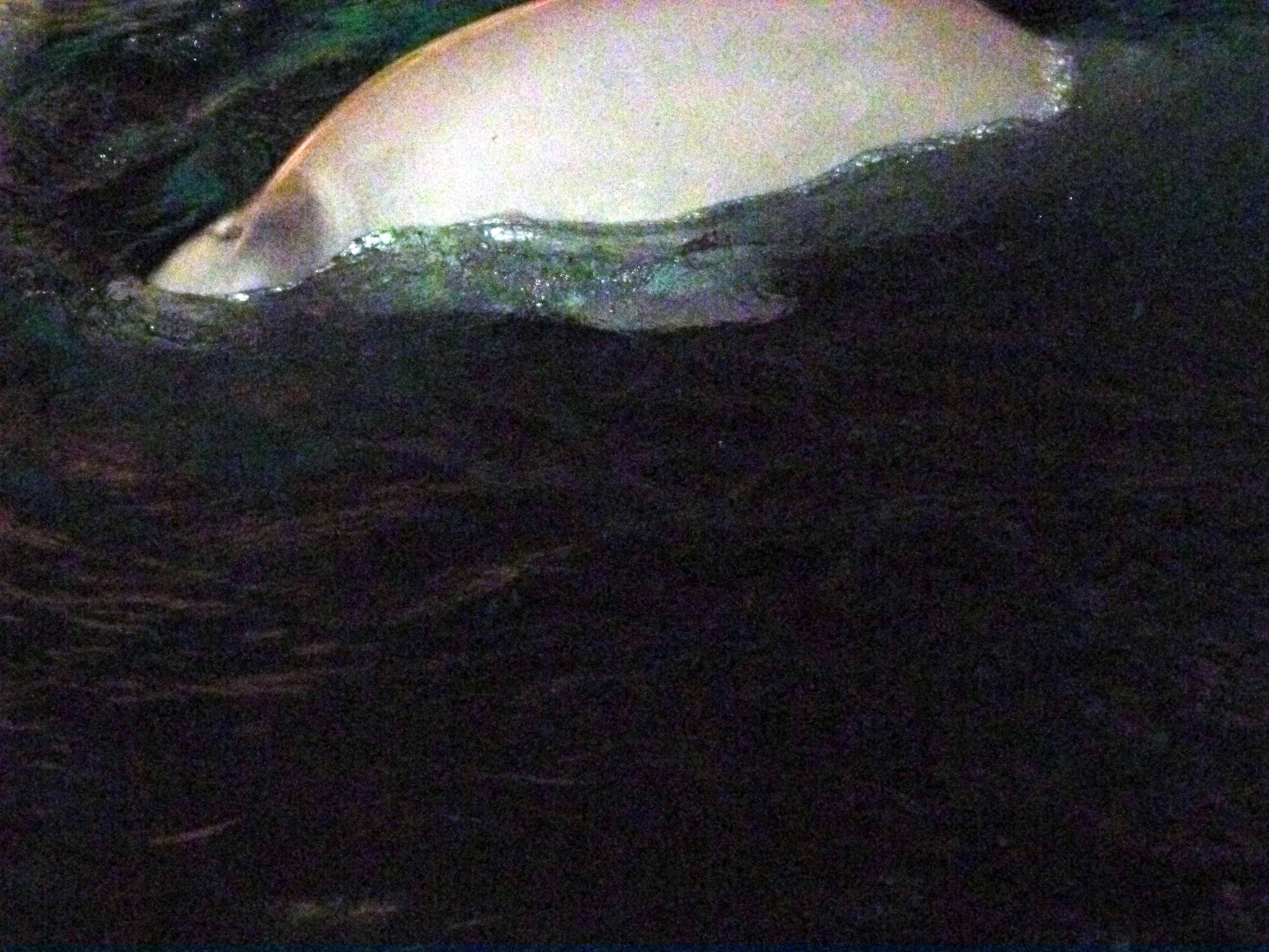 California - Belgua Whale