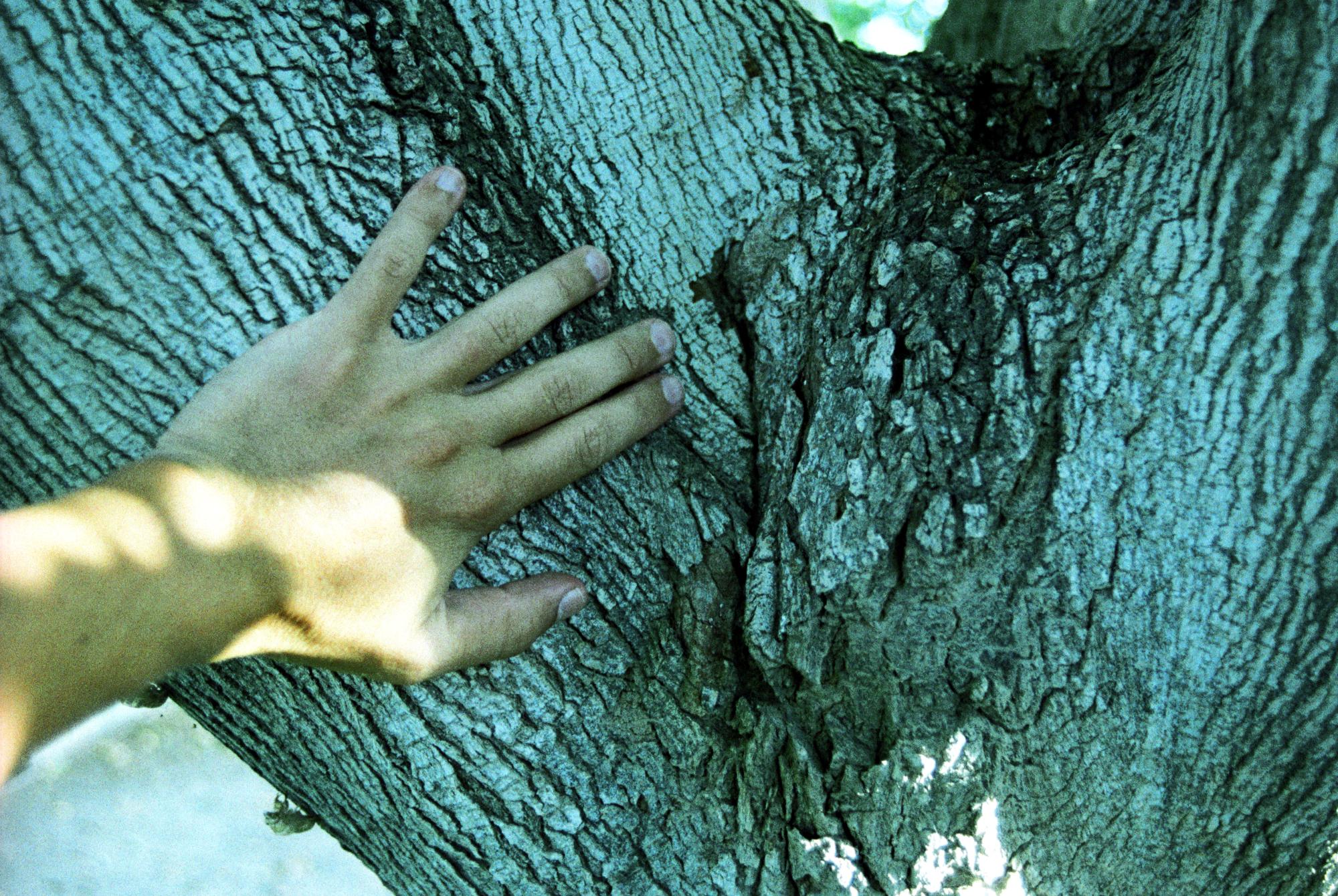 California (1992-2014) - Holtville House #6