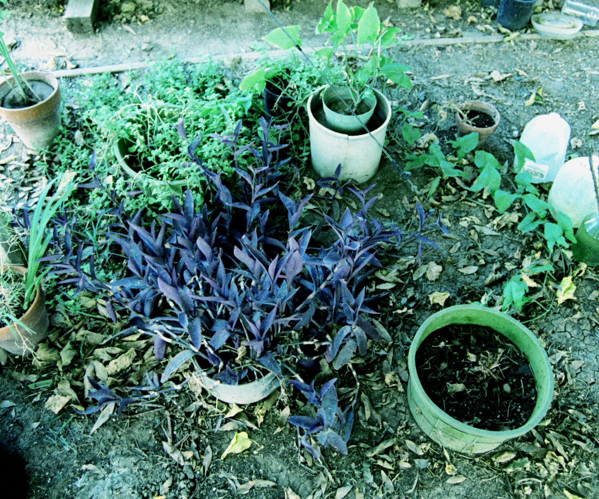 California (1992-2014) - Holtville House #8