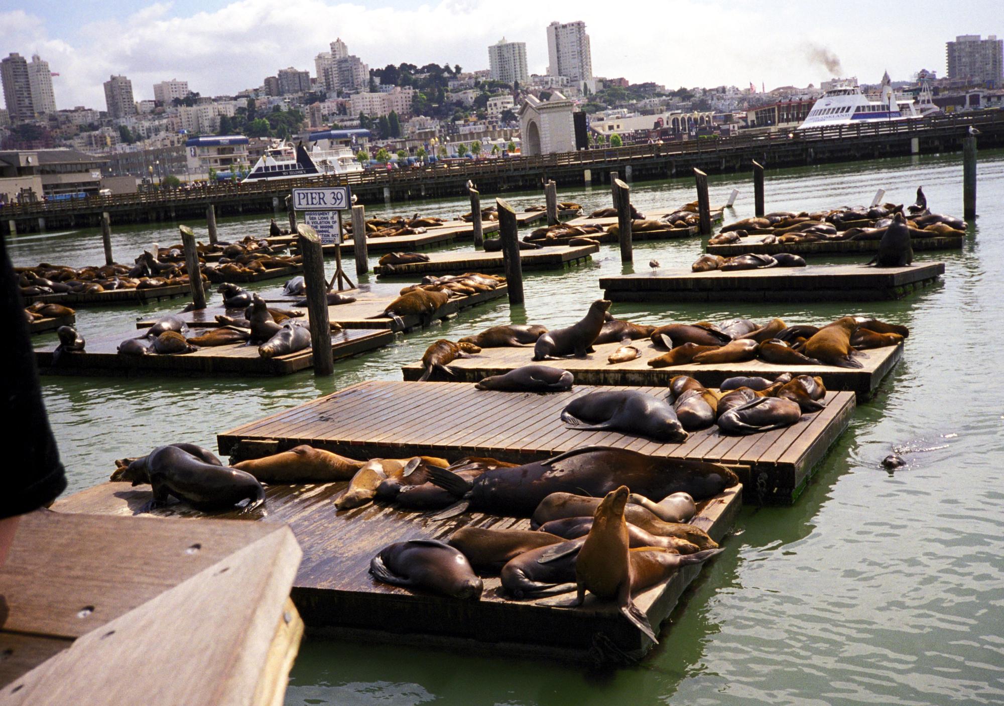 California (1992-2014) - Pier39