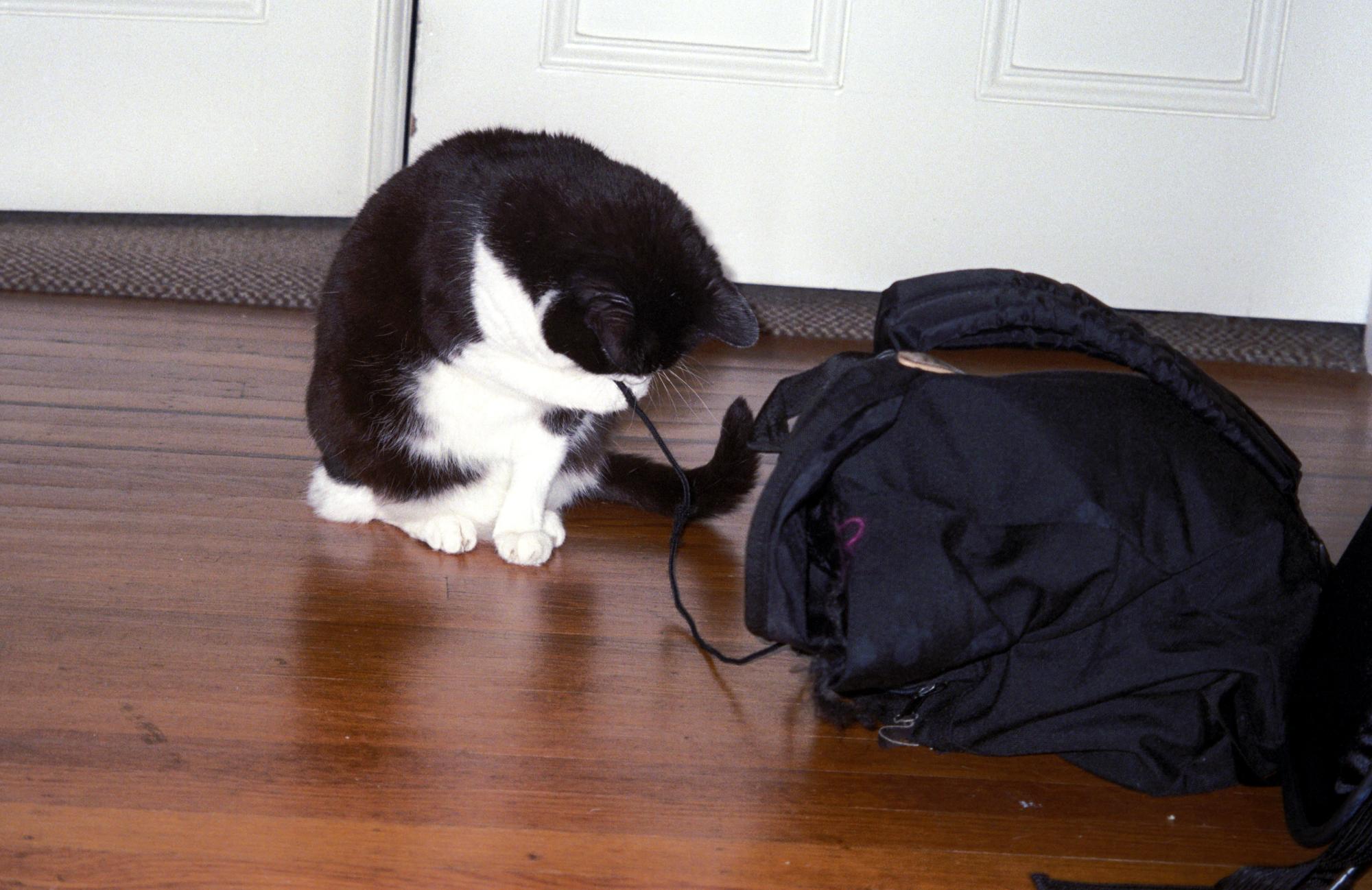 California (1992-2014) - Sheba