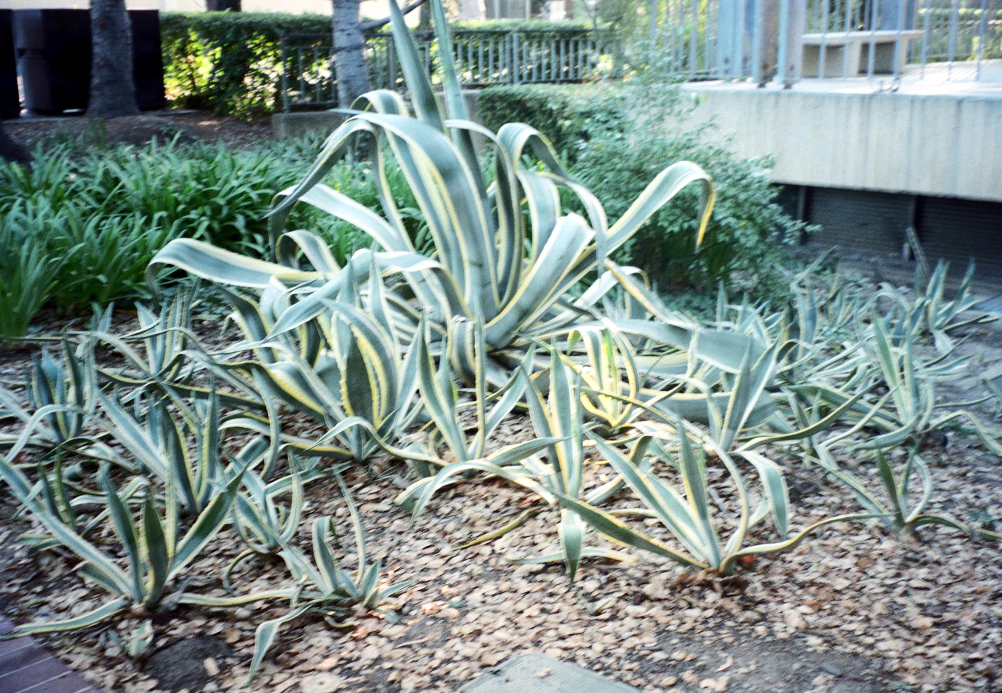 California (1992-2014) - Stanford #3