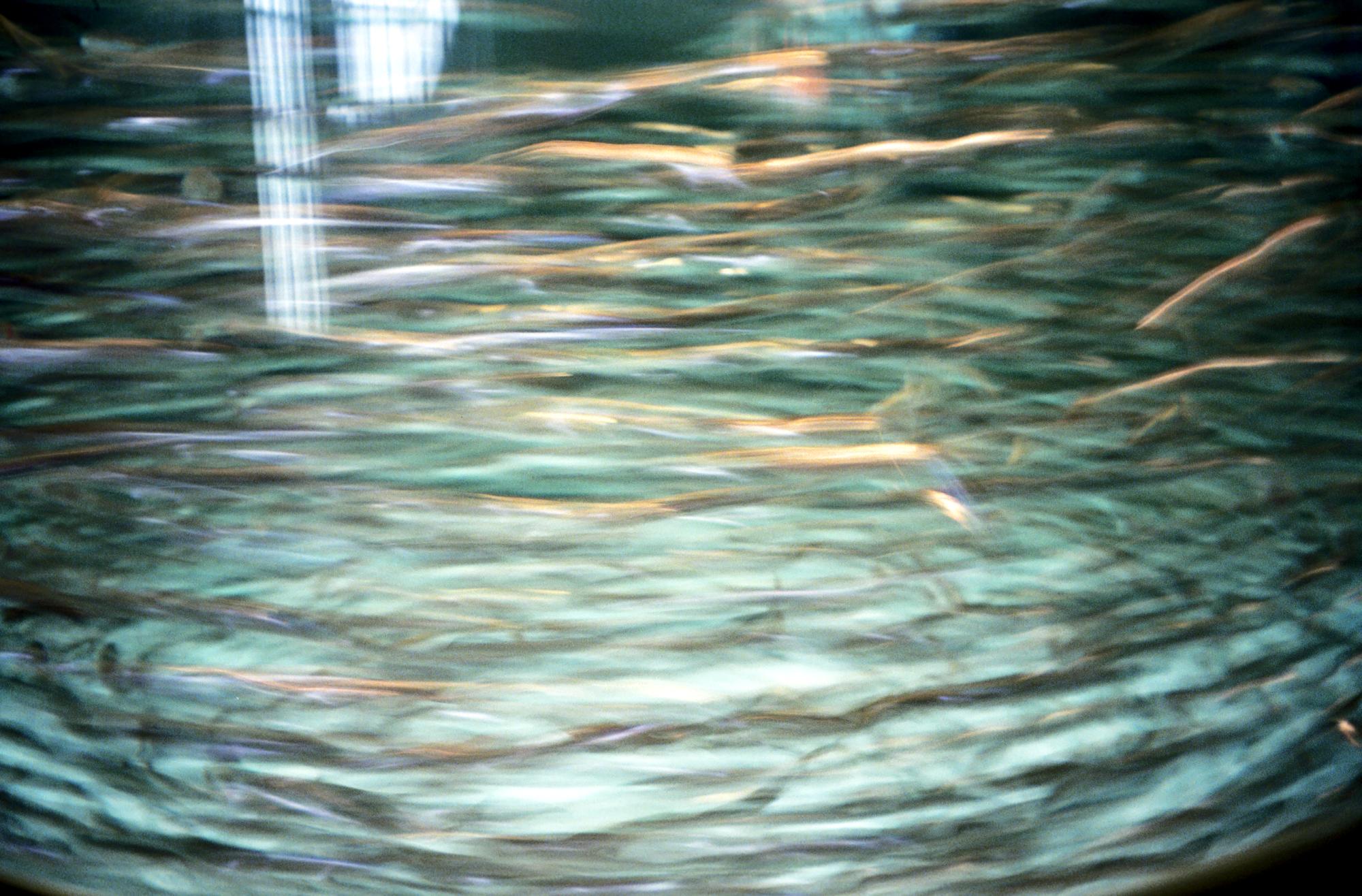 California (1992-2014) - Monterey Aquarium Fish