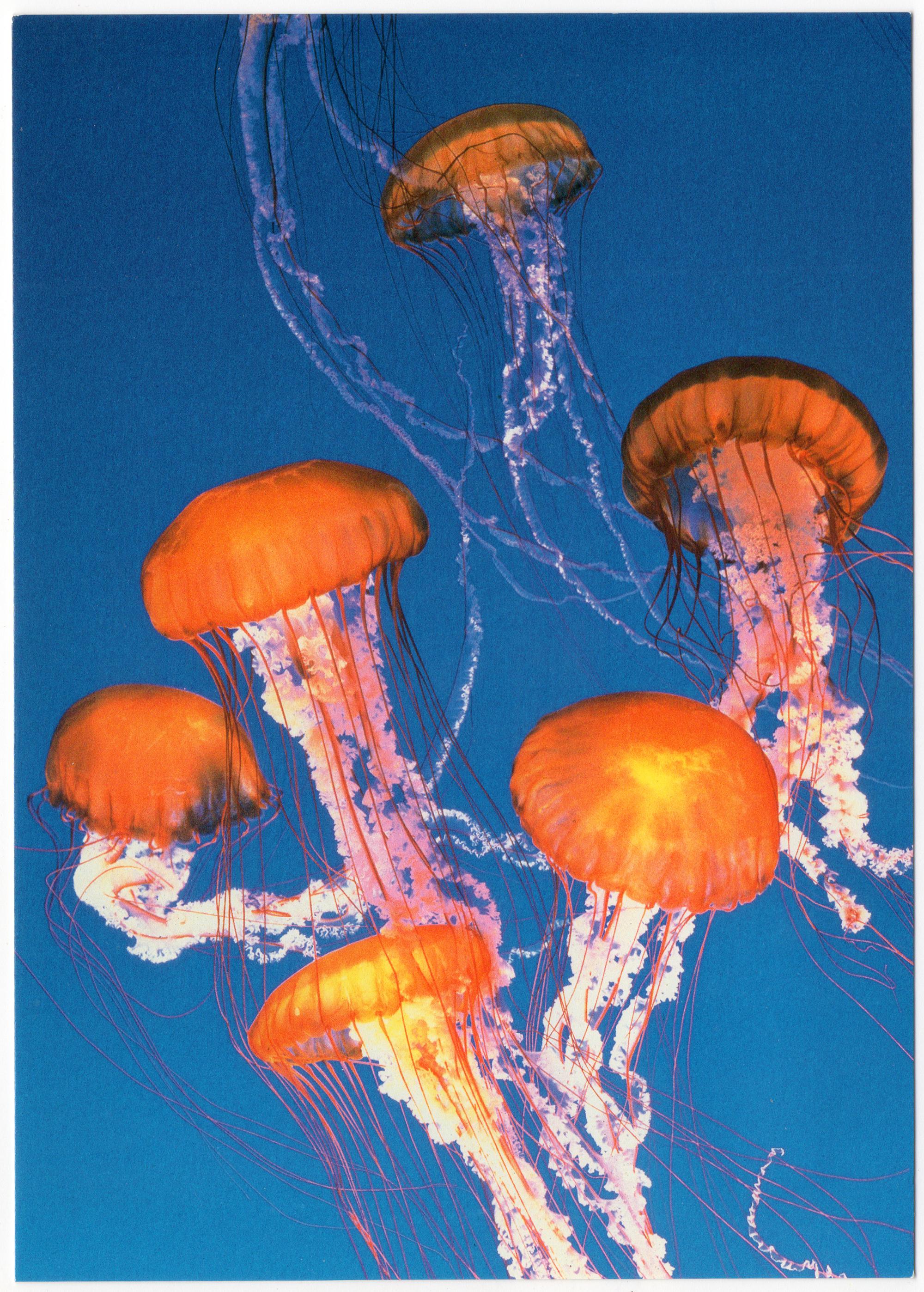 California (1992-2014) - Postcard Monterey Sea Nettles