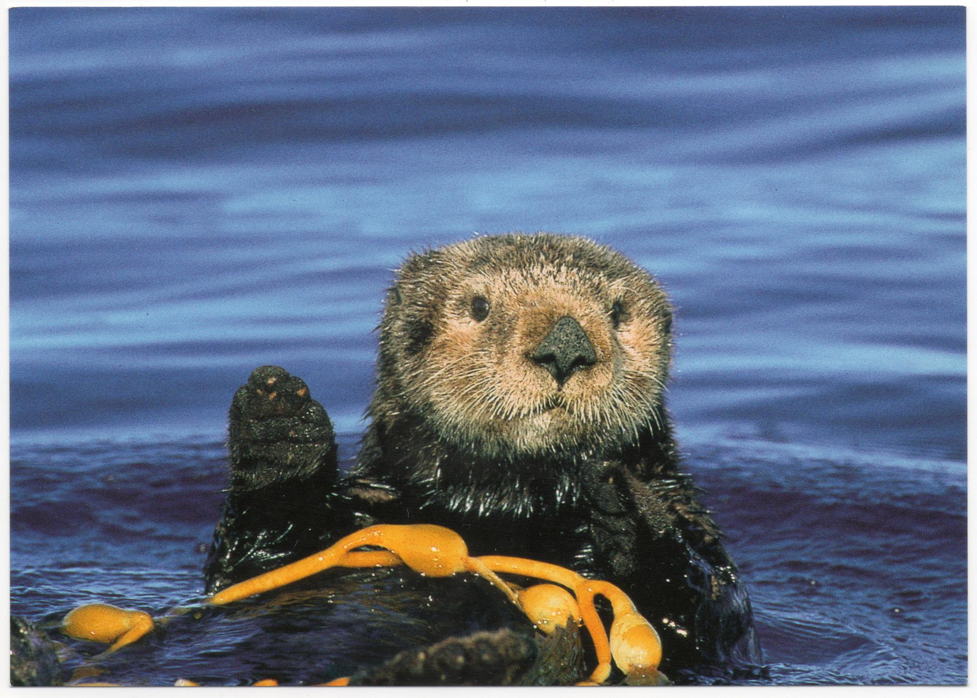 California (1992-2014) - Postcard Monterey Sea Otter