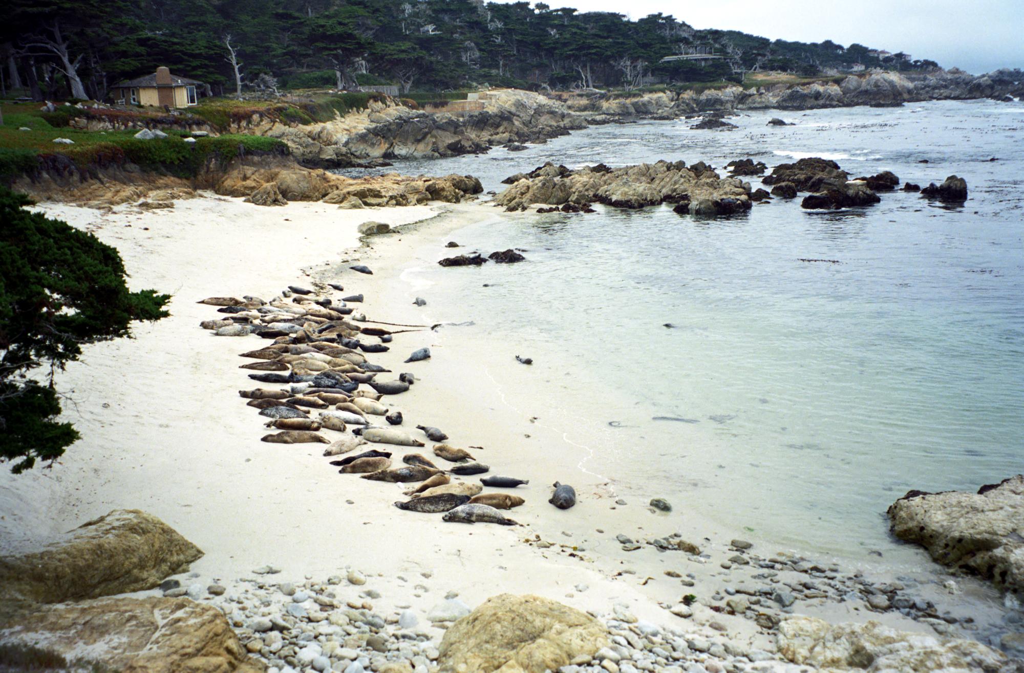 California (1992-2014) - Seals