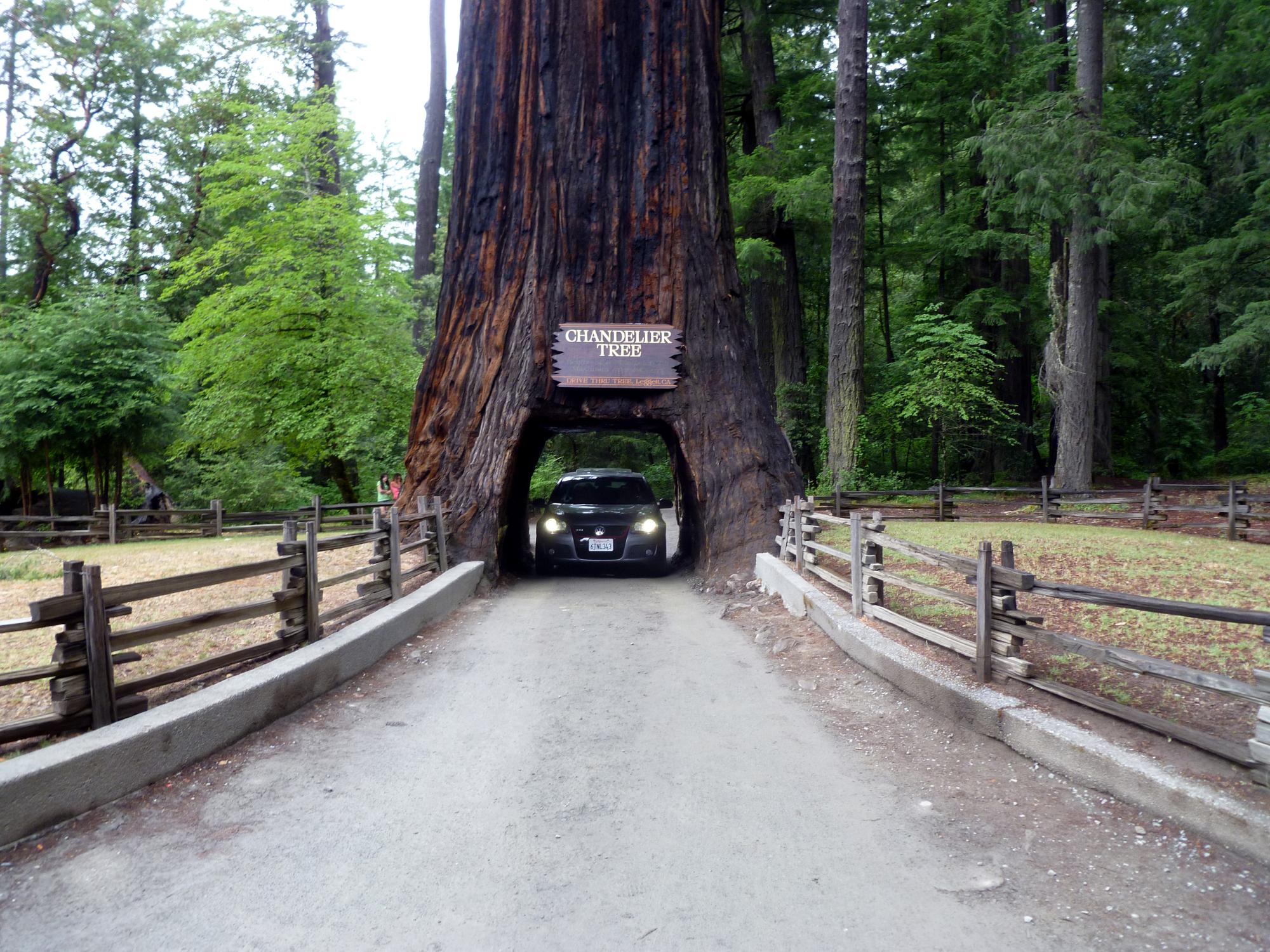 California (1992-2014) - Chandelier Tree