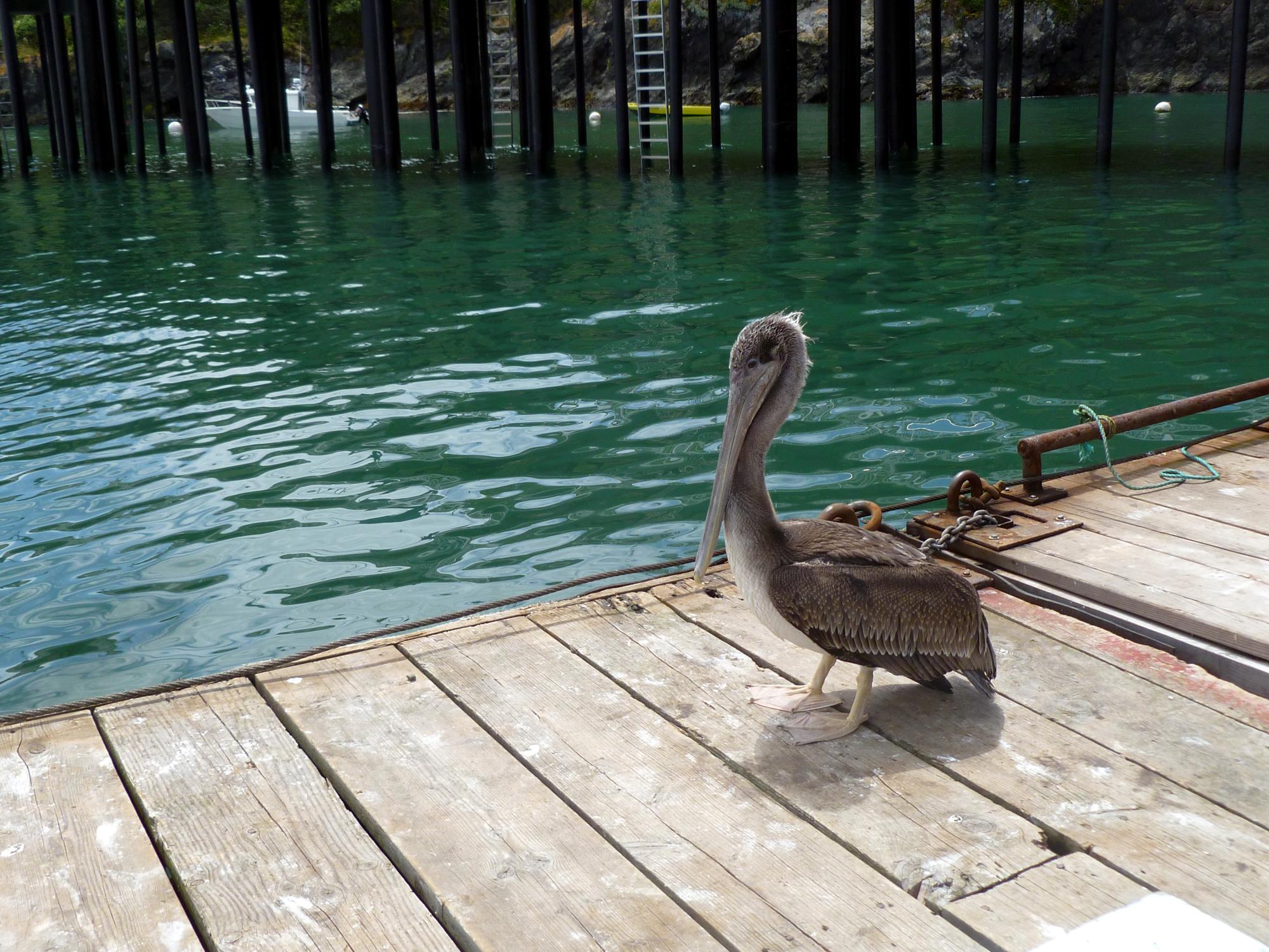 California (1992-2014) - Pelican