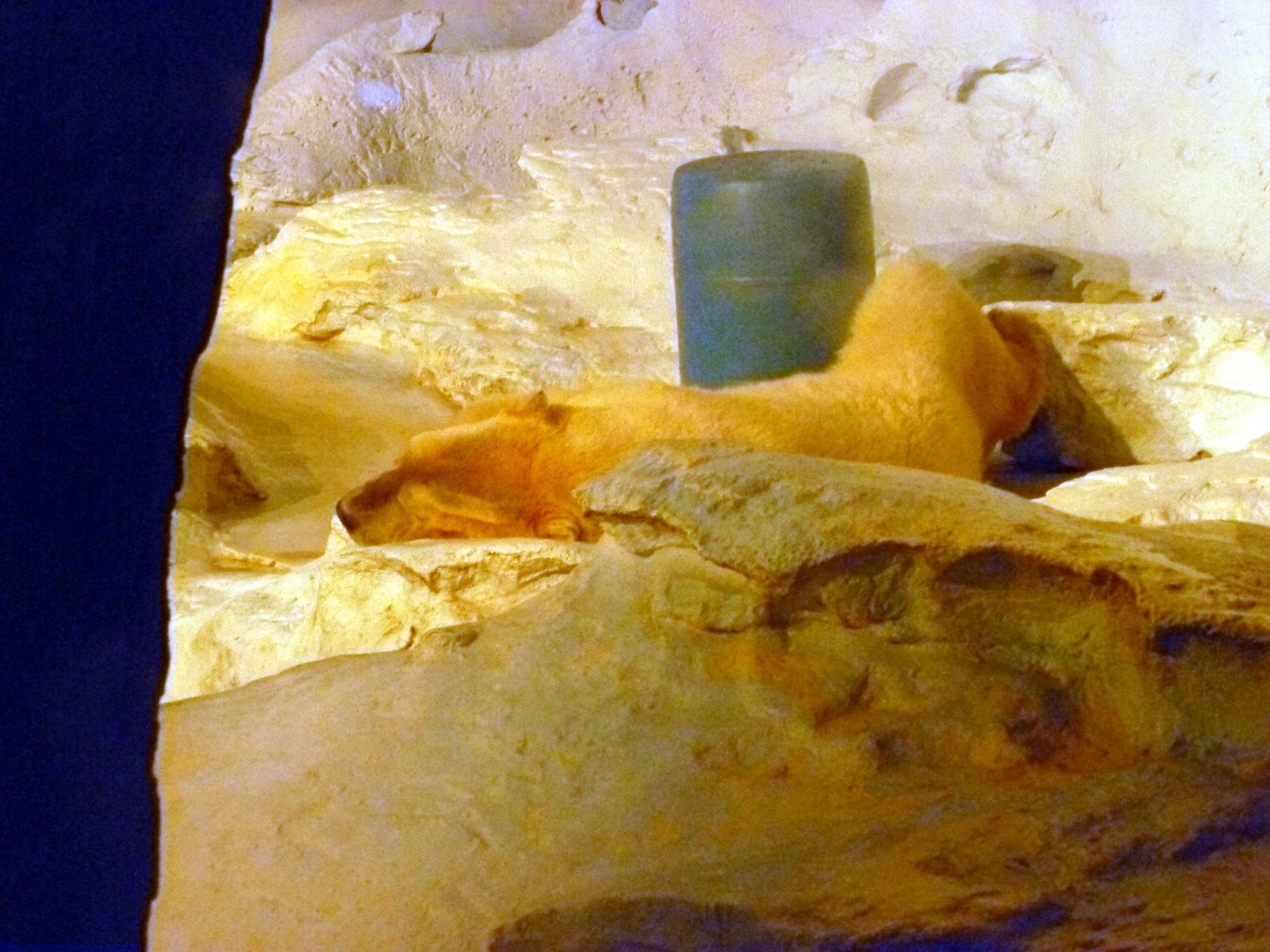 California (1992-2014) - Polar Bear