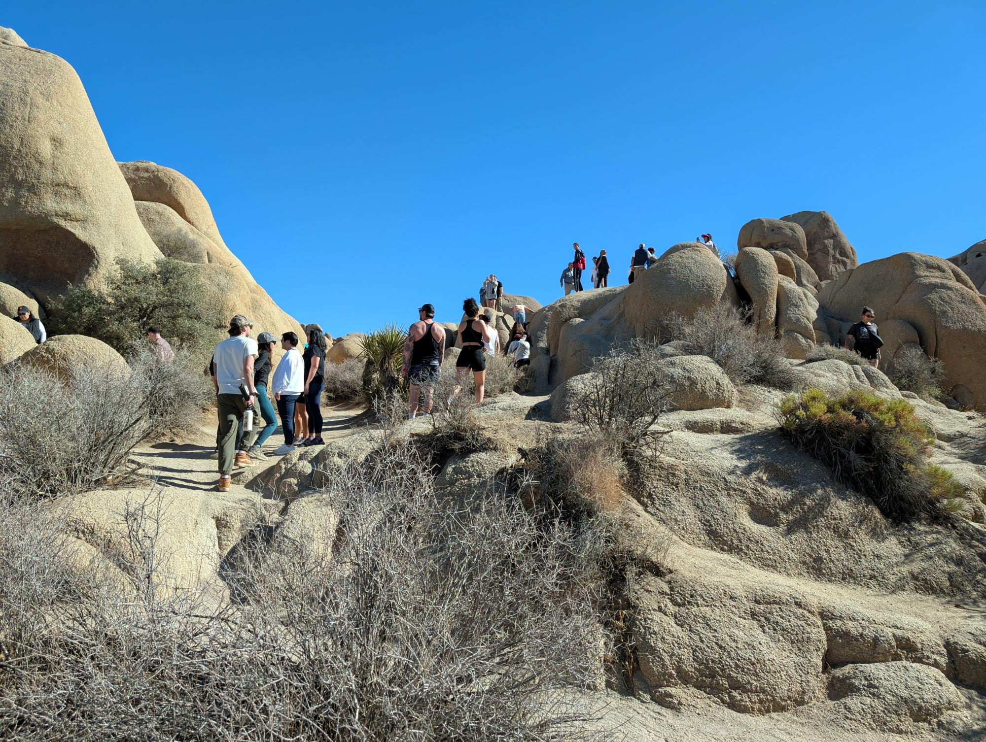 California (2015-Present) - Joshua Tree #01