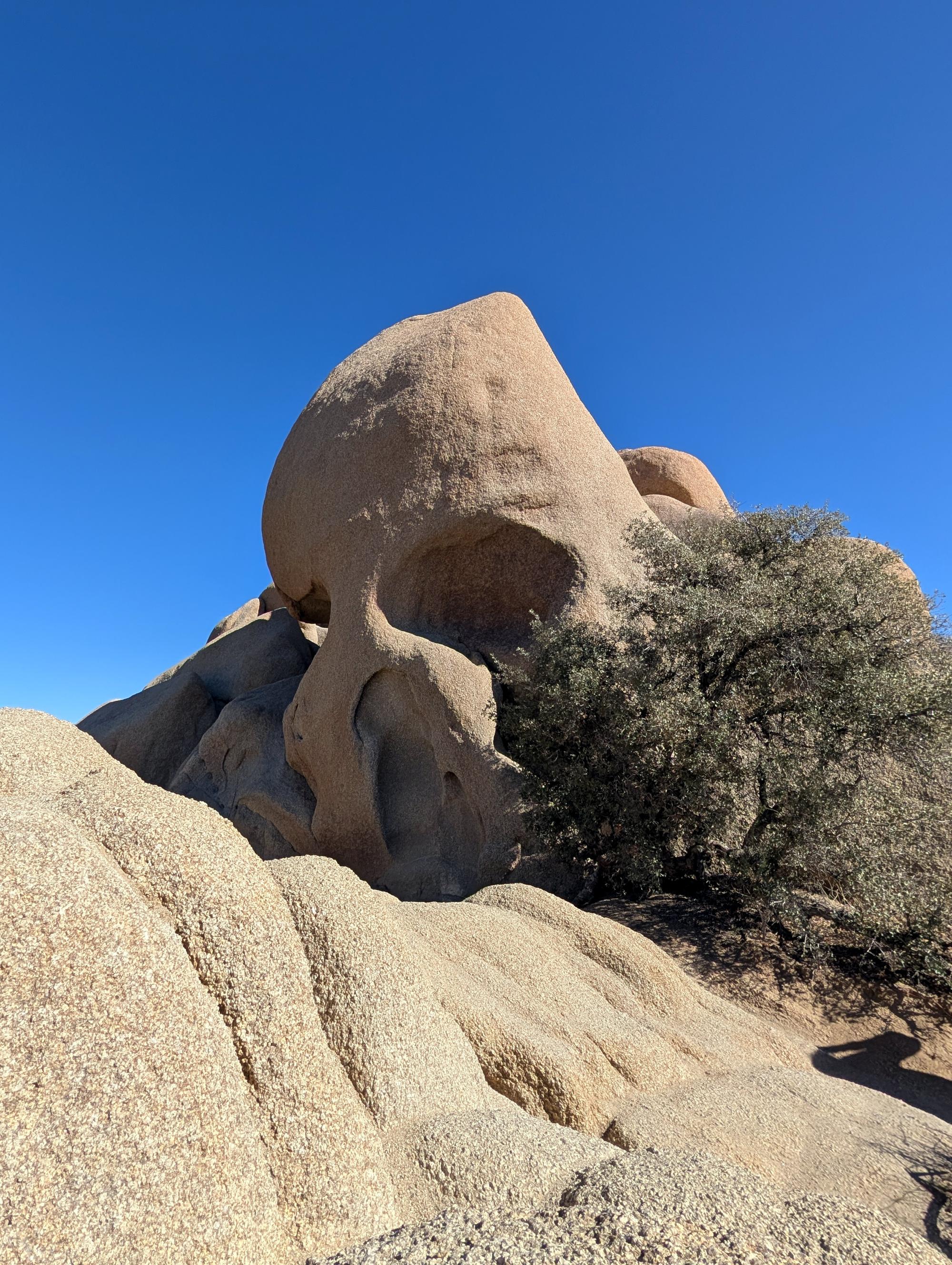 California (2015-Present) - Joshua Tree #03