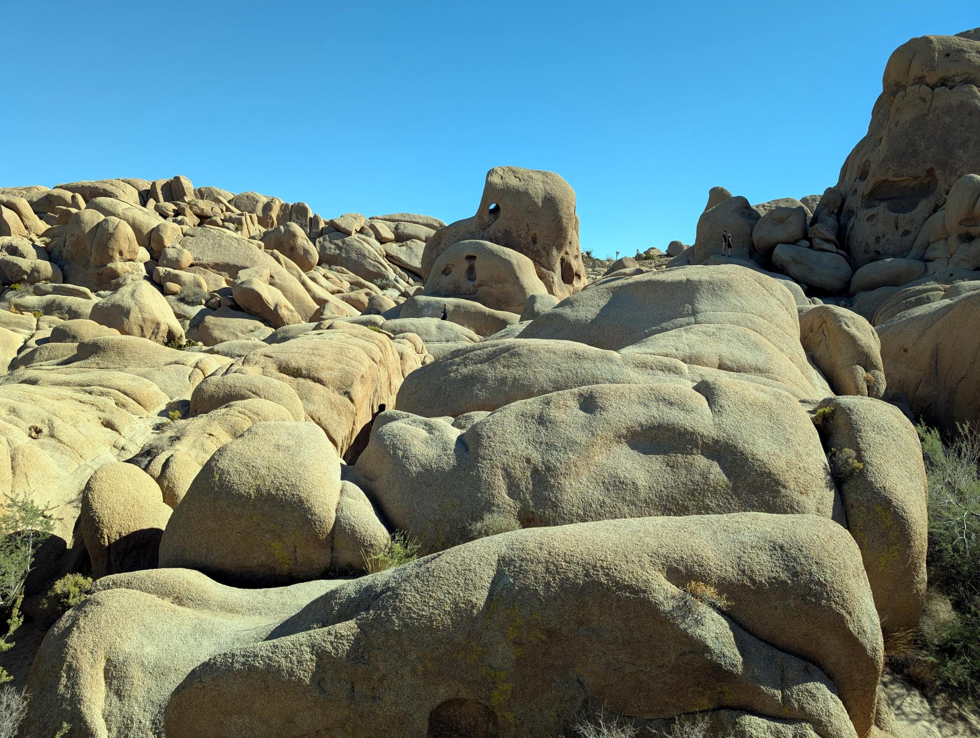 California (2015-Present) - Joshua Tree #04