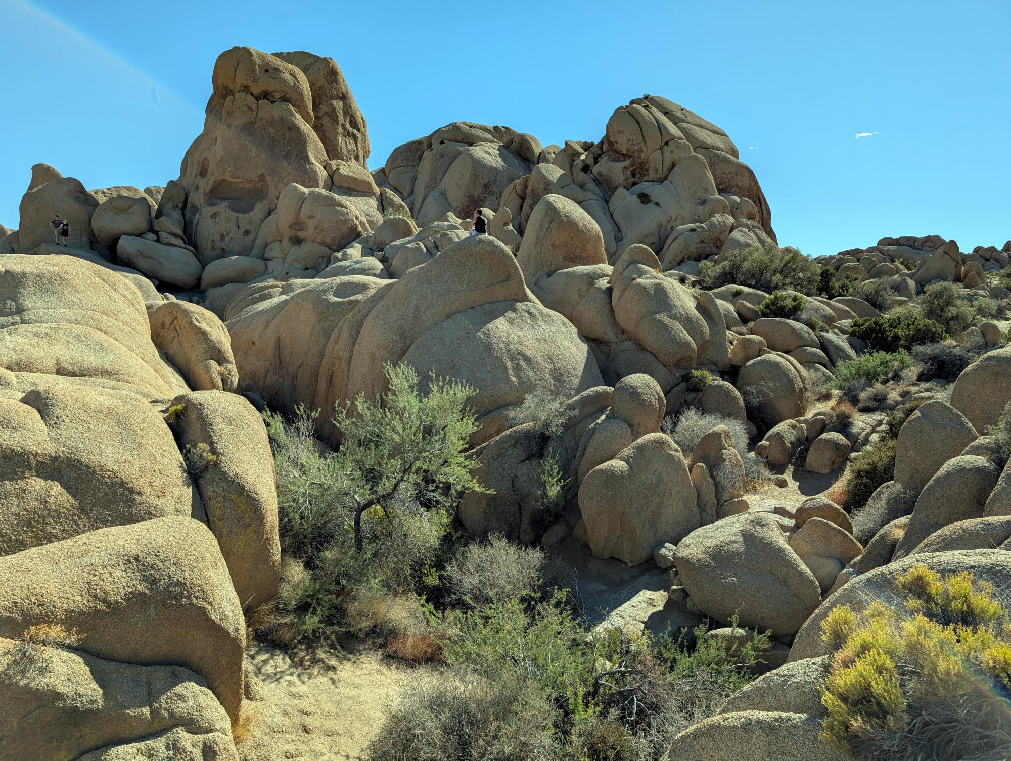 California (2015-Present) - Joshua Tree #05